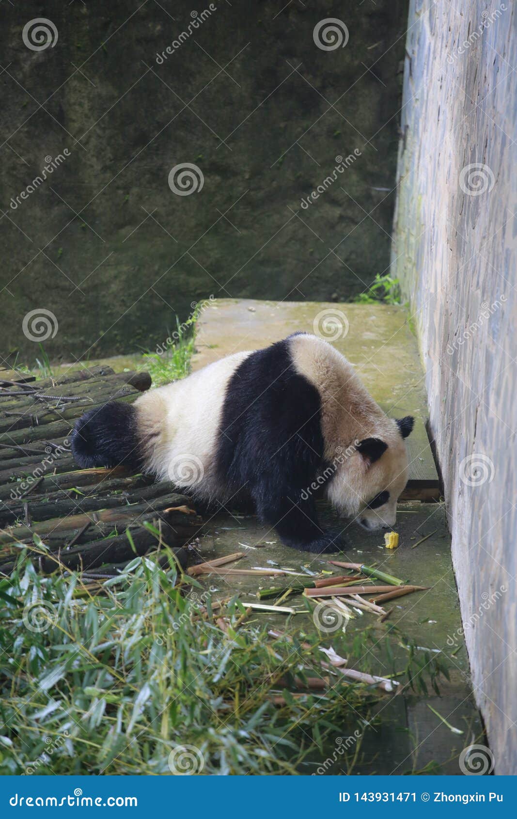 The Giant Panda Has Lived on the Earth for at Least 8 Million Years and is  Known As the `living Fossil` and `China National Treasu Stock Image - Image  of earth, years: 143931471