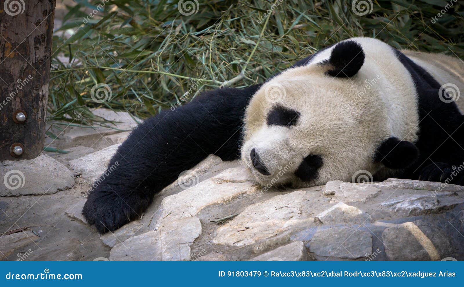 giant panda resting at the zoo