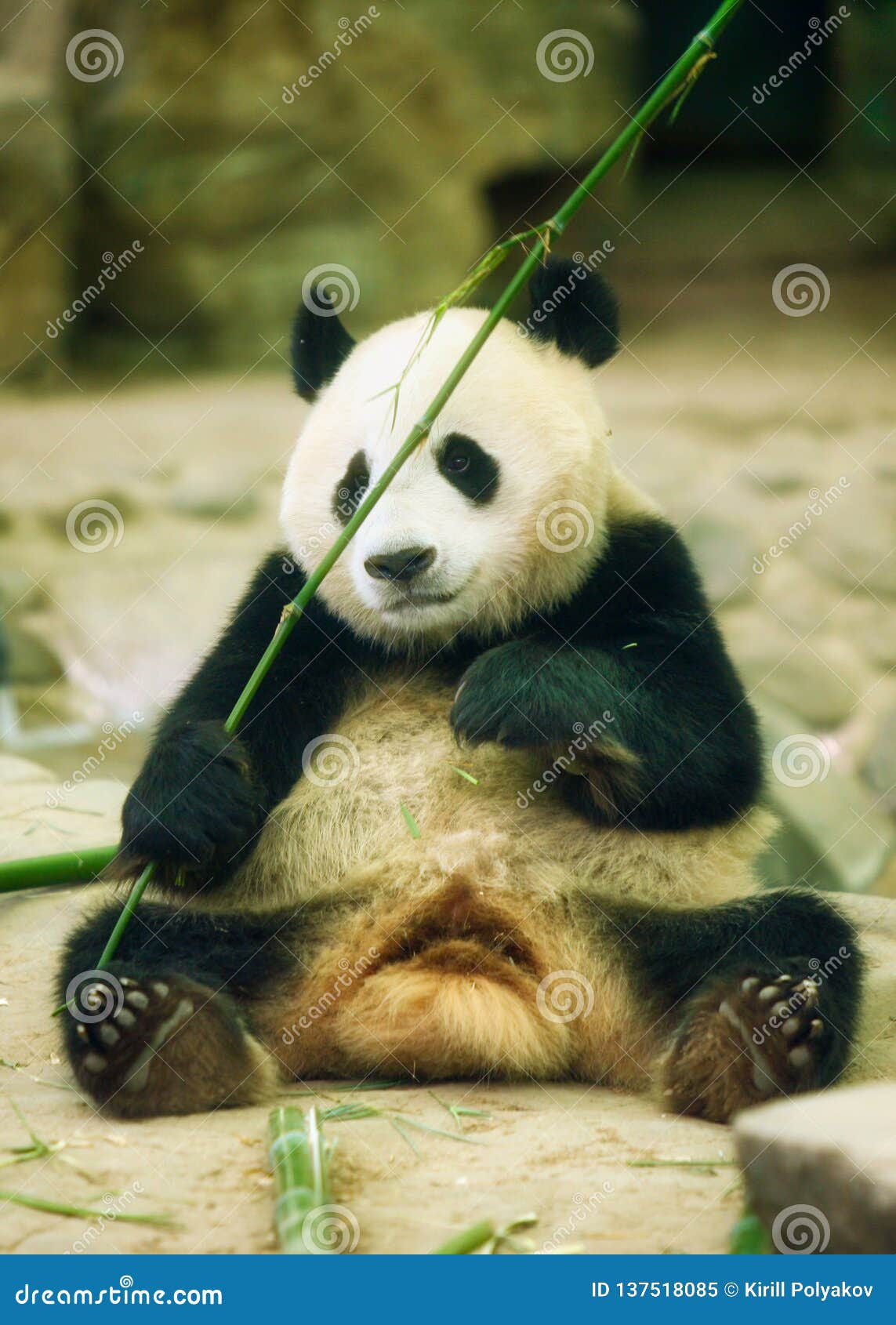 The Giant Panda Sits and Holds a Bamboo Sprig in Its Paws Stock Image -  Image of travel, park: 137518085