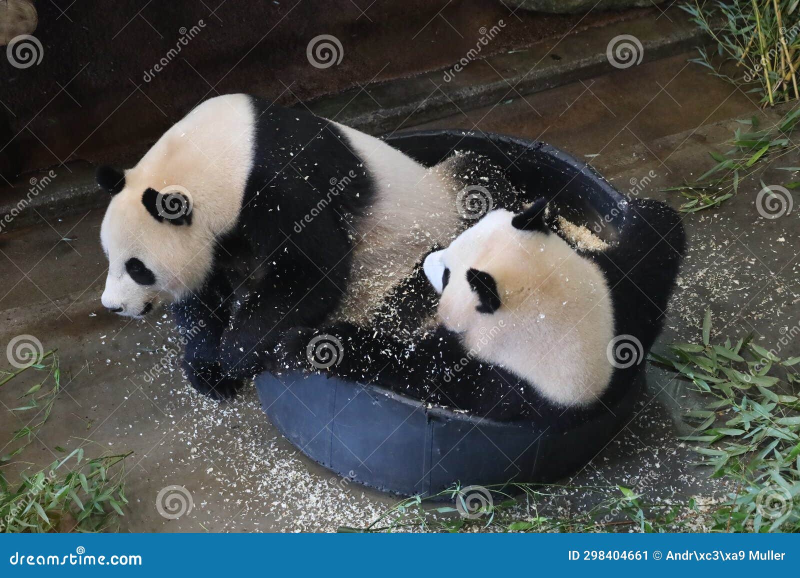 giant pandas wu wen and fan xing take a sawdust bath in ouwehands