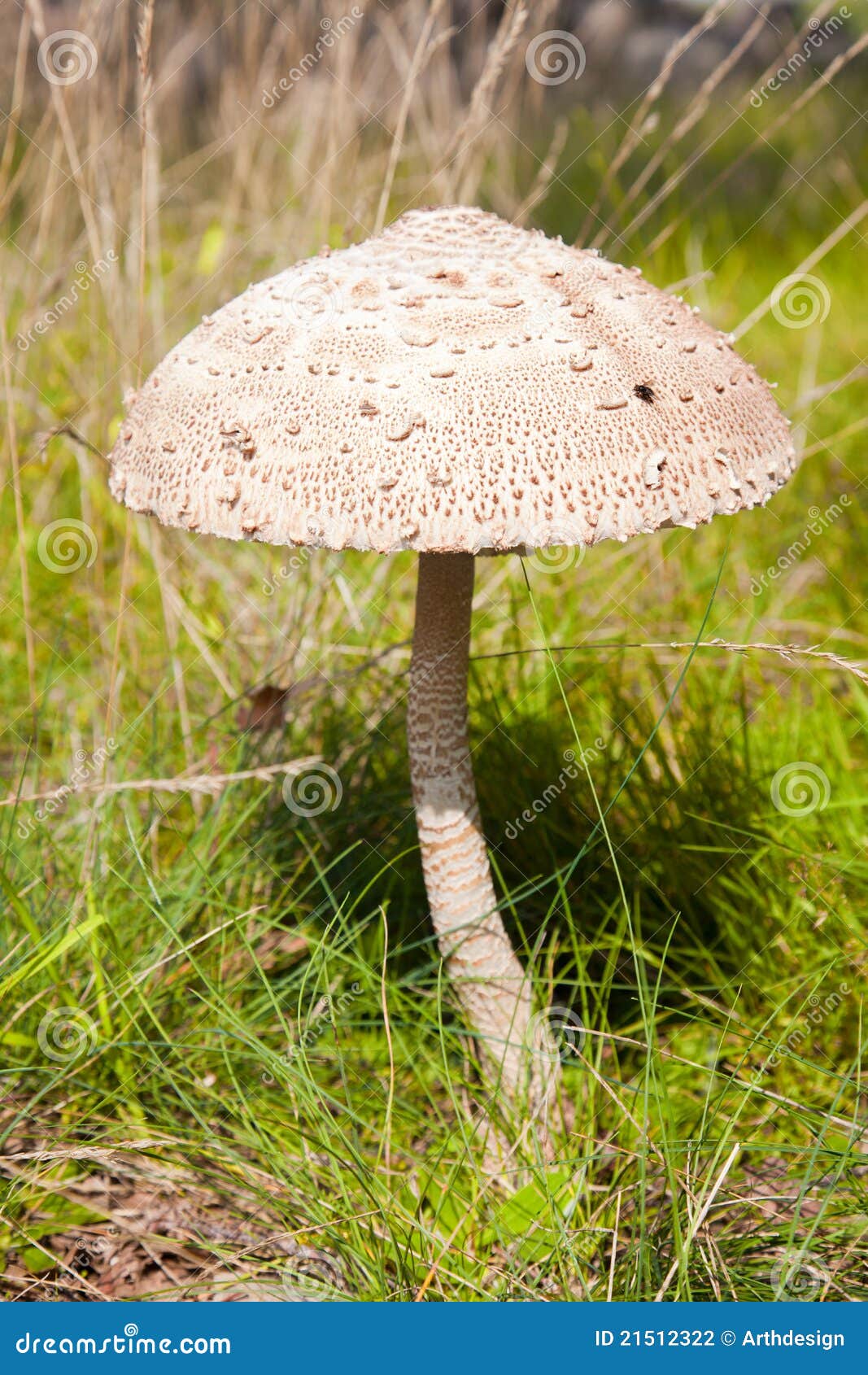Giant Parasol Mushroom Umbrella Stock Photo Image of fungus, stipe