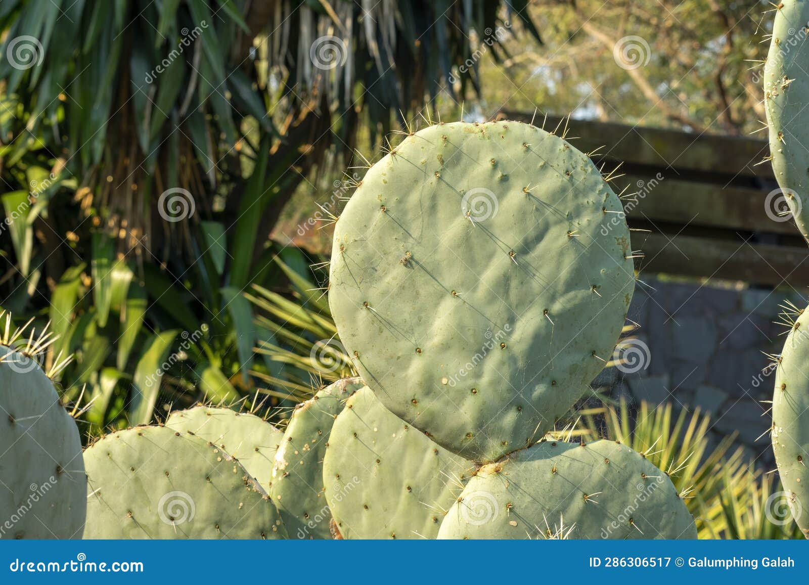 giant prickly pear cactus (opuntia robusta) paddles with long sharp thorns