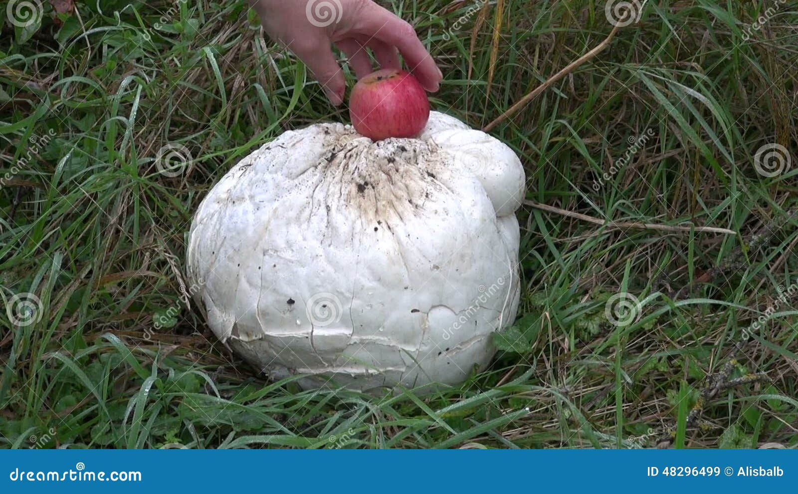 Giant Puffball Langermannia Gigantea Mushroom And Red Apple Stock
