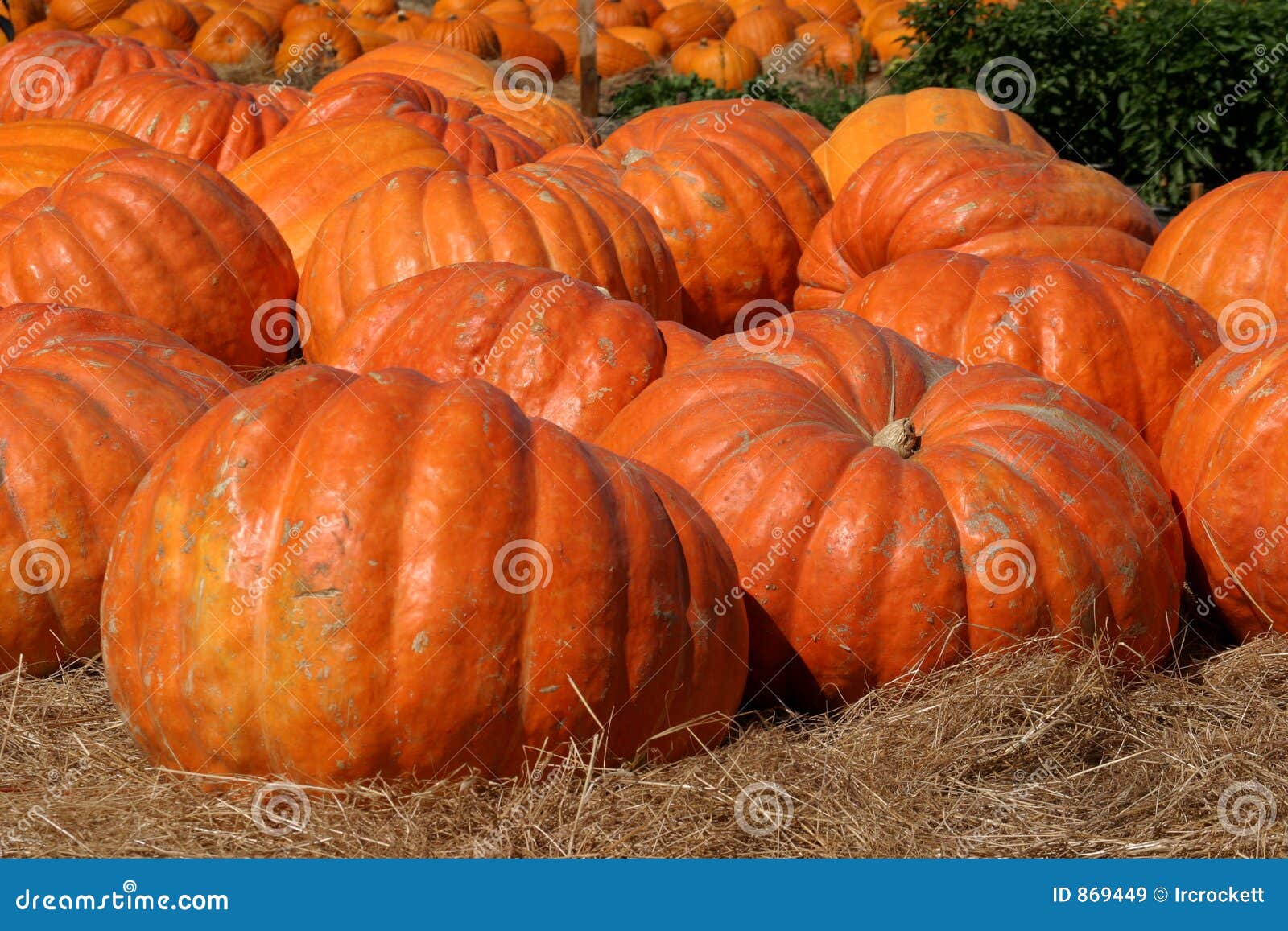 giant pumpkins