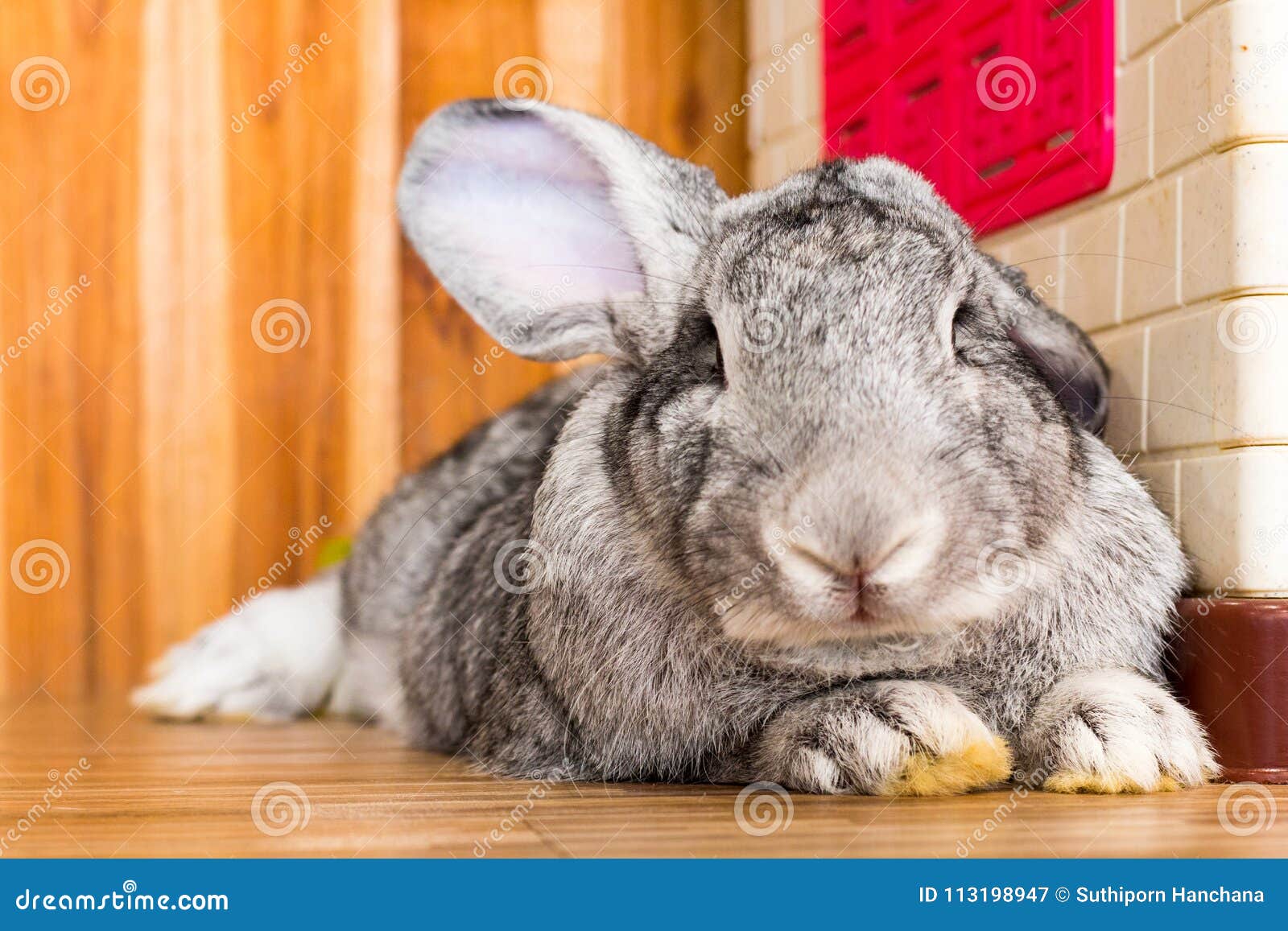 giant rabbit in easter day isolate on background