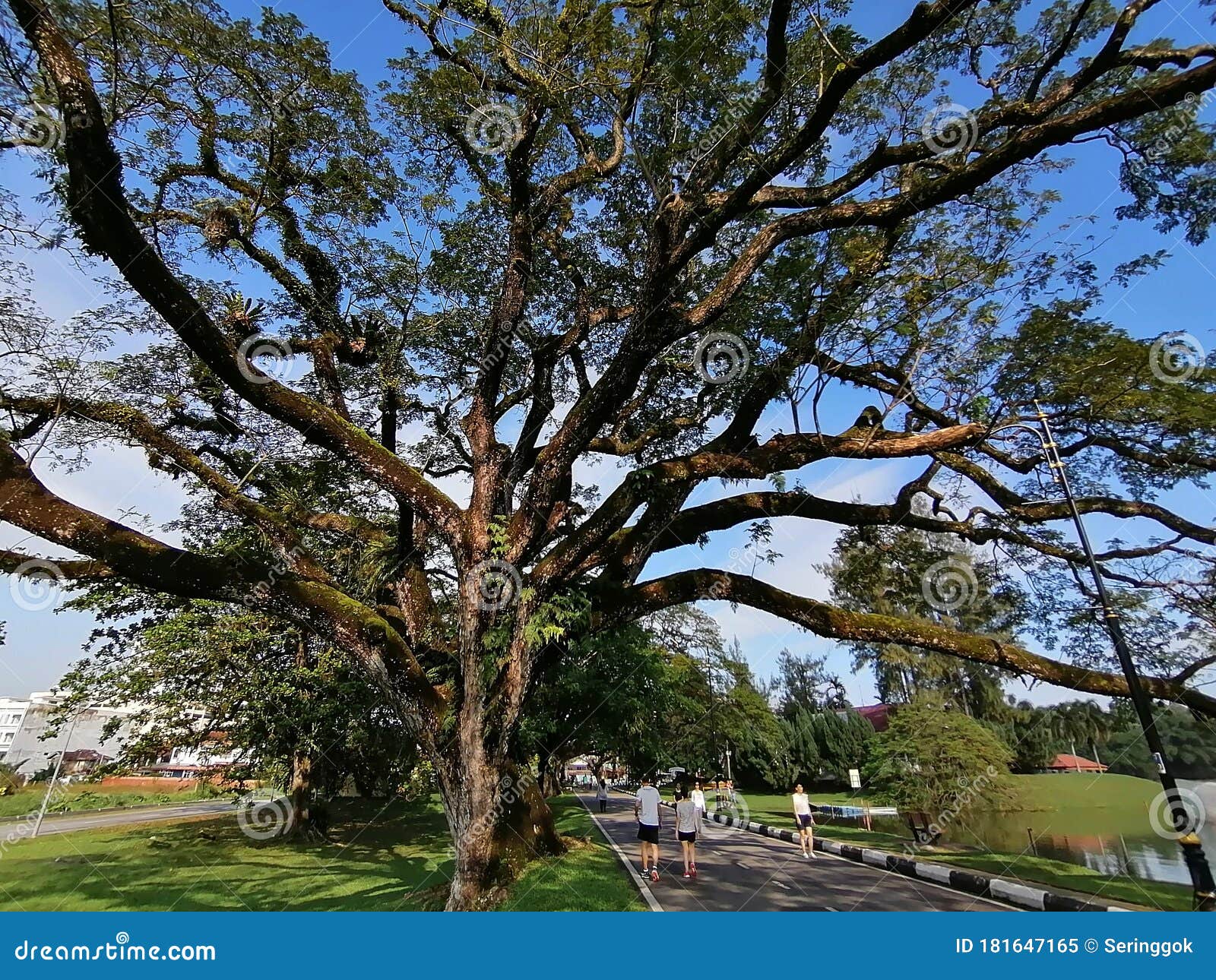 Giant Rain Tree Editorial Photo 48152291