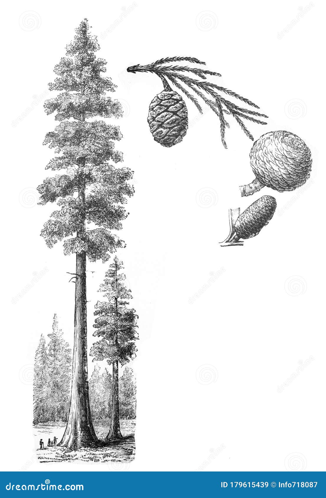 giant redwood sequoiadendron giganteum / antique  from brockhaus konversations-lexikon 1908