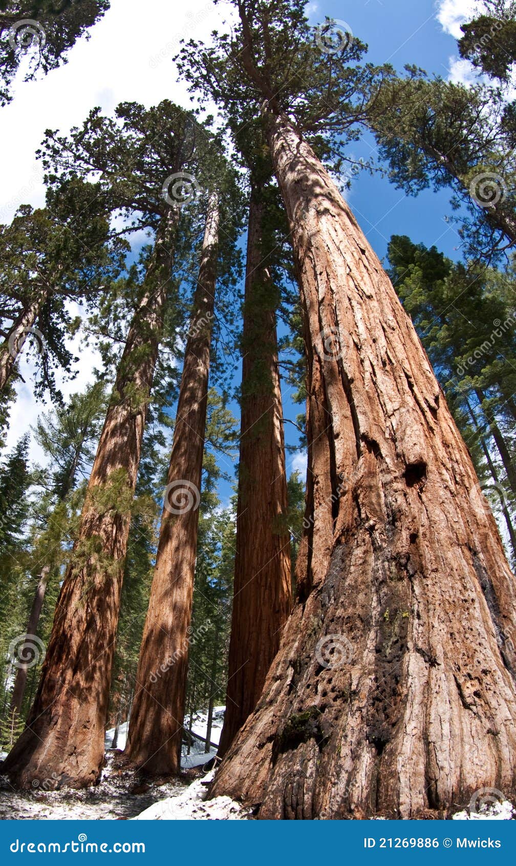 giant redwood trees - bachelor and 3 graces
