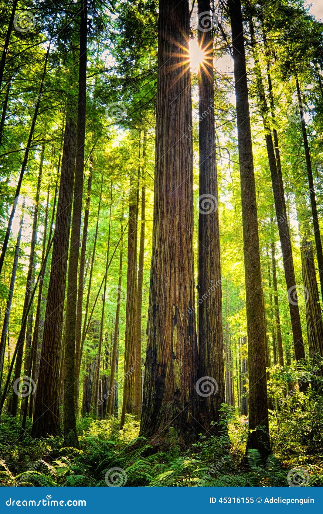 giant redwood trees, california