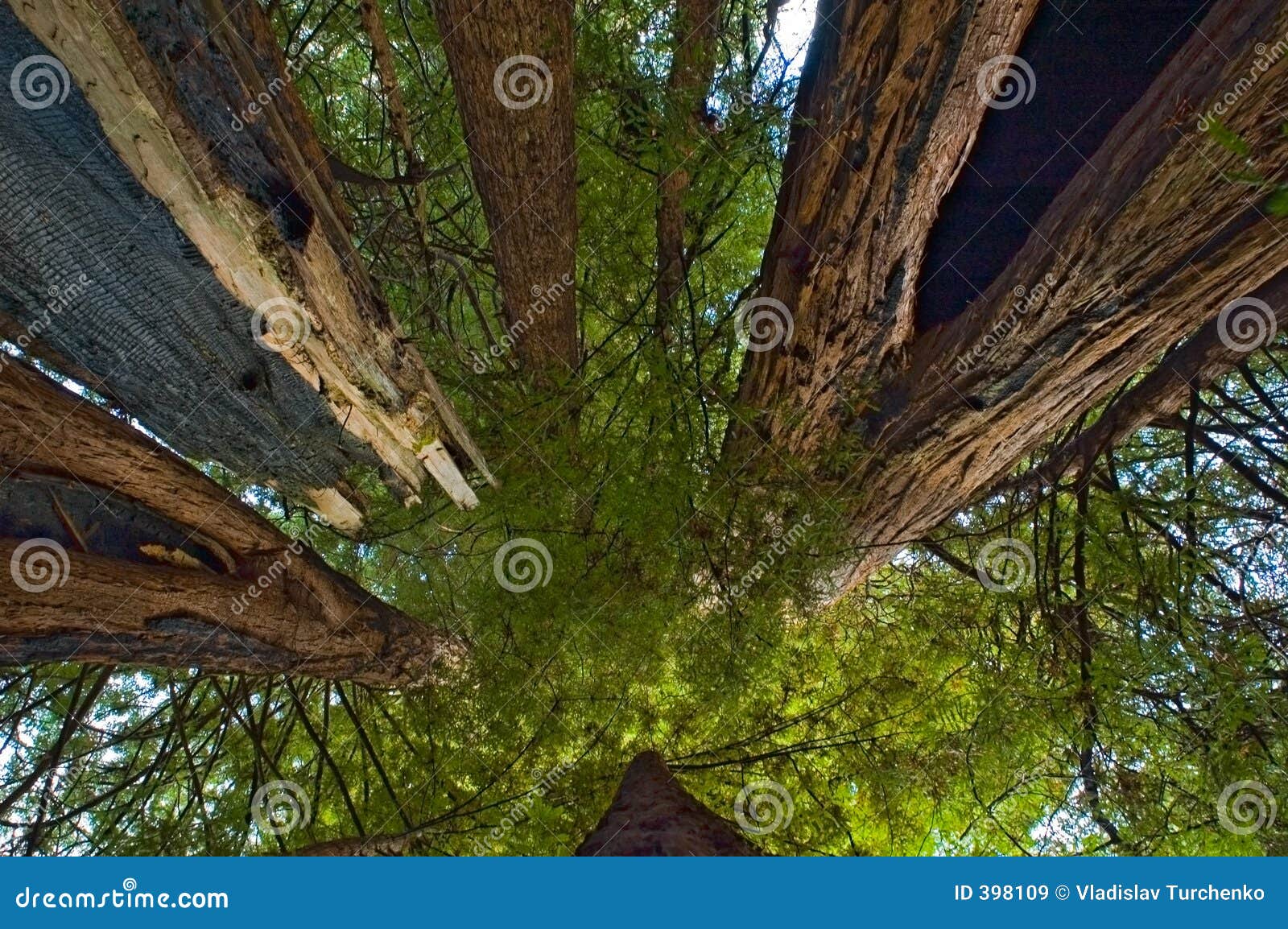 among giant redwoods