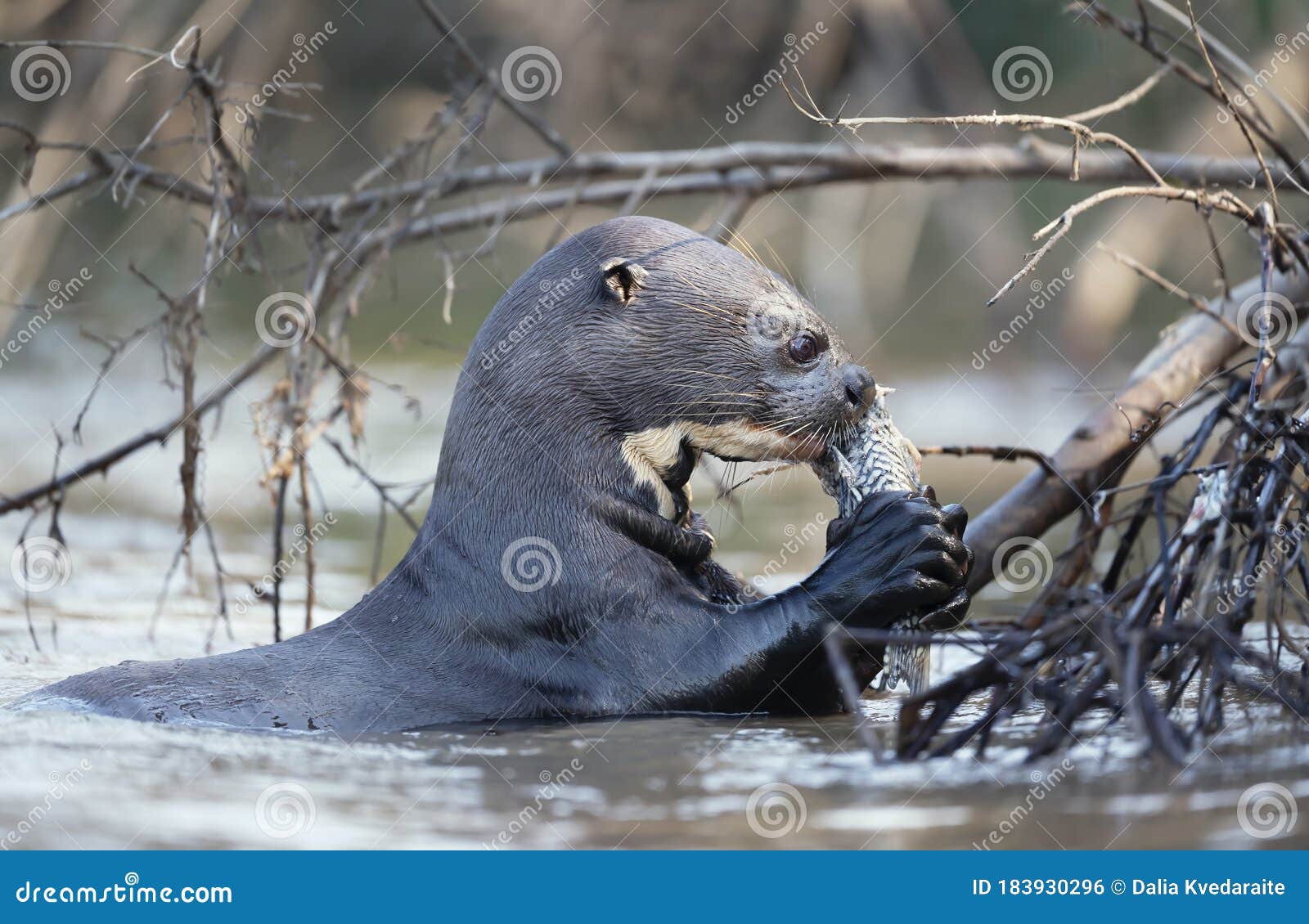 Giant River Otter Eating a Fish in a Natural Habitat Stock Photo ...