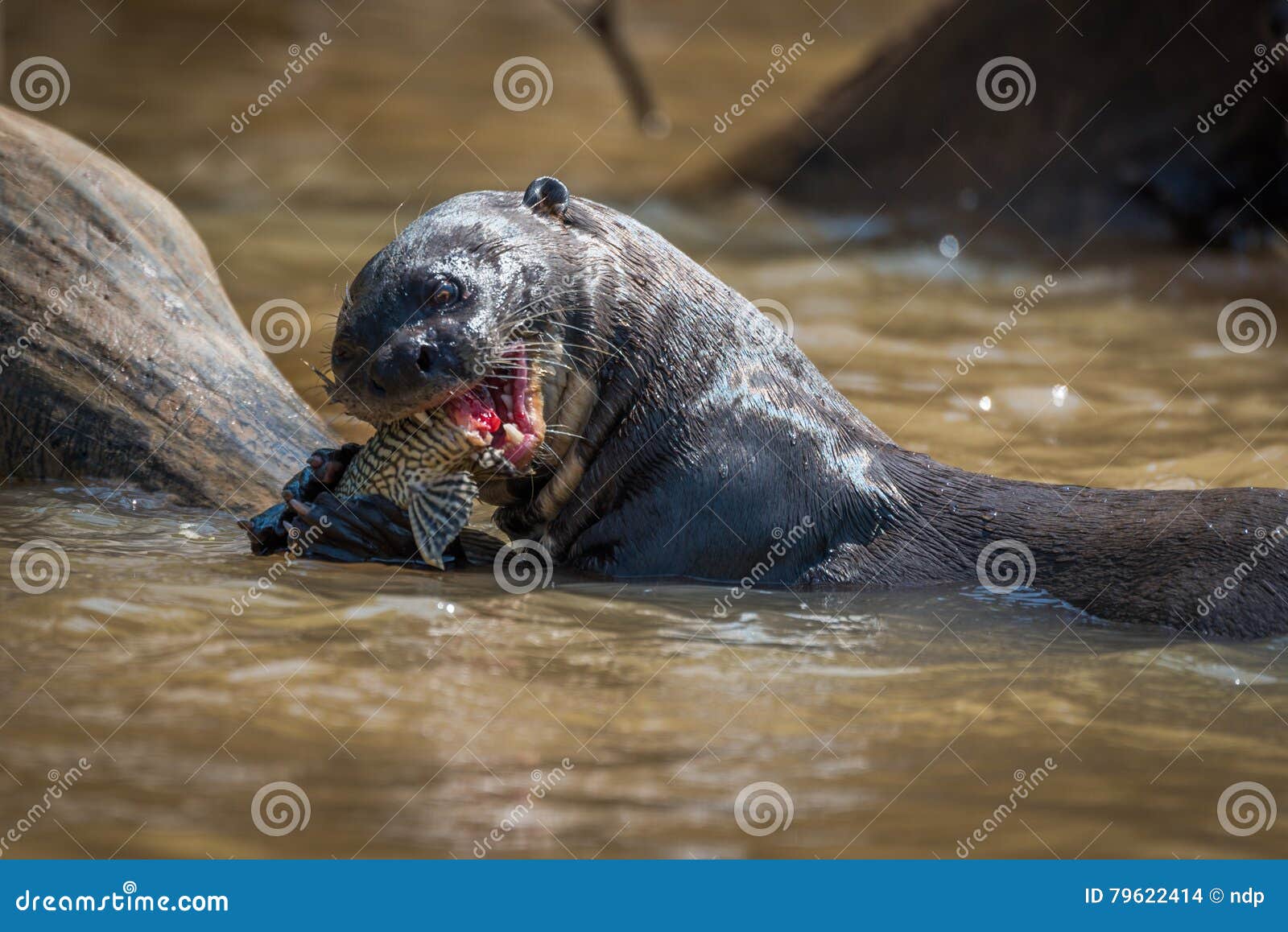 Giant River Otter Eating Fish in River Stock Photo Biology Diagrams