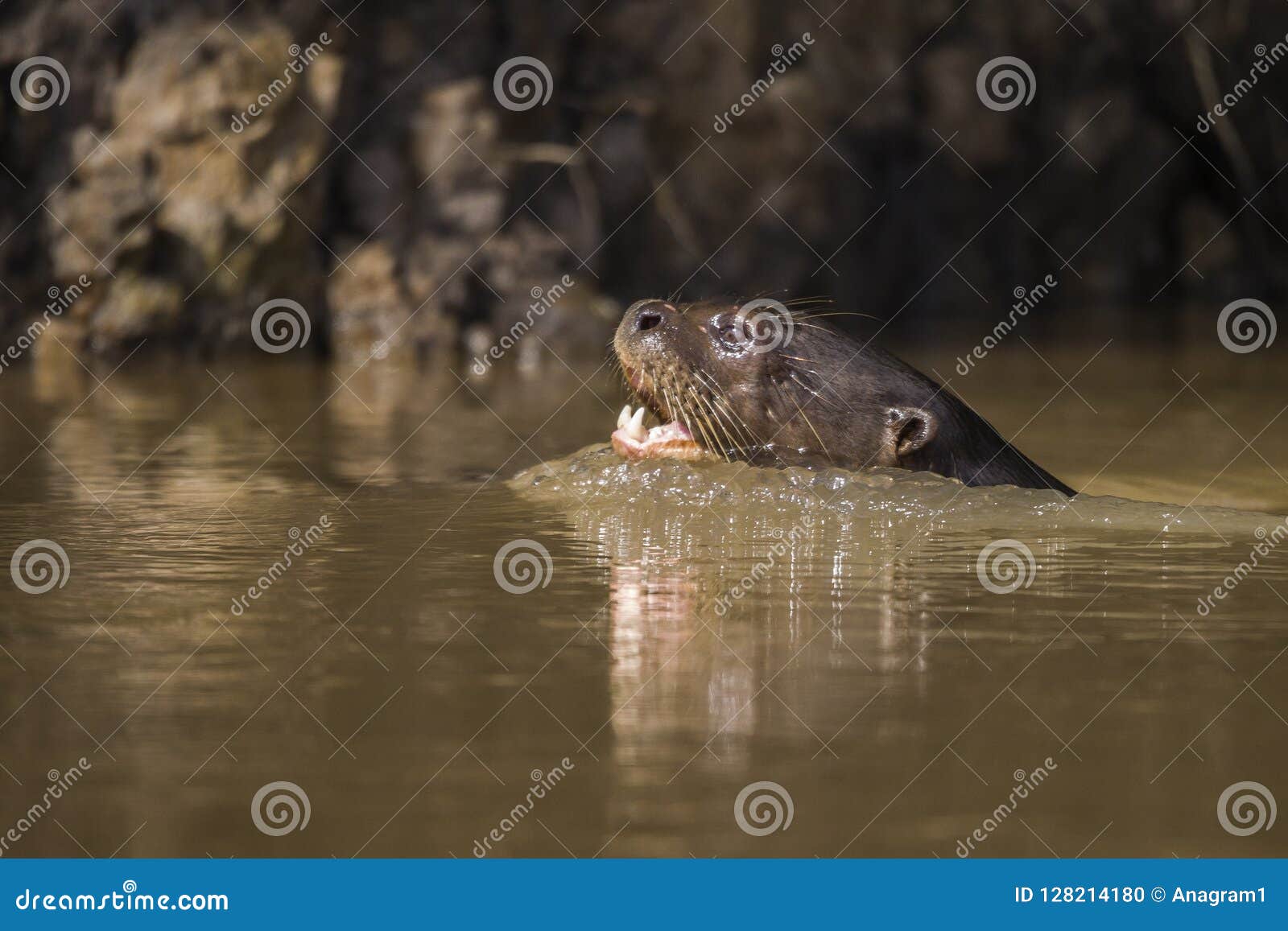 giant river otter, pantanal, mato grosso, brazil