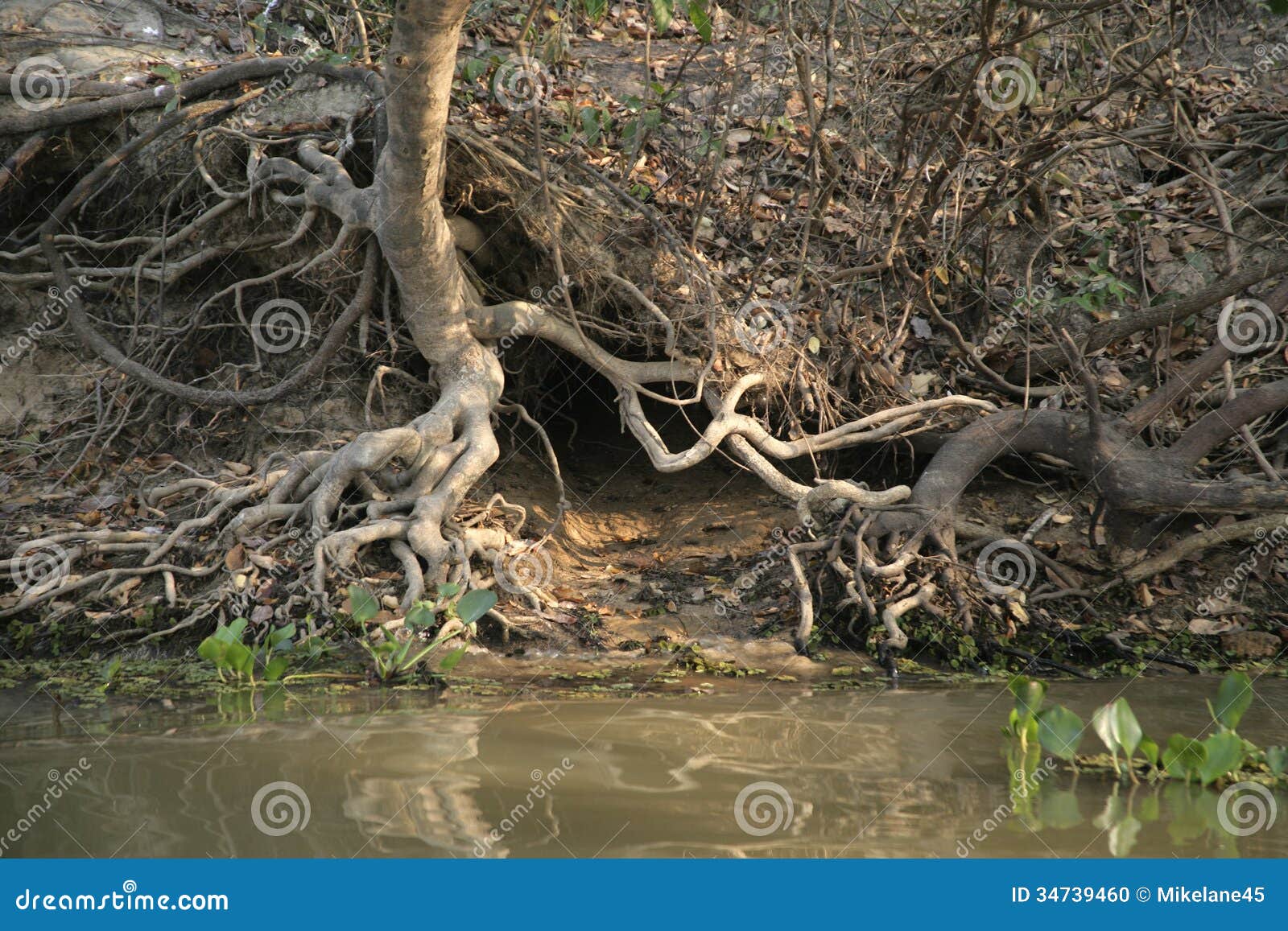 giant-river otter, pteronura brasiliensis