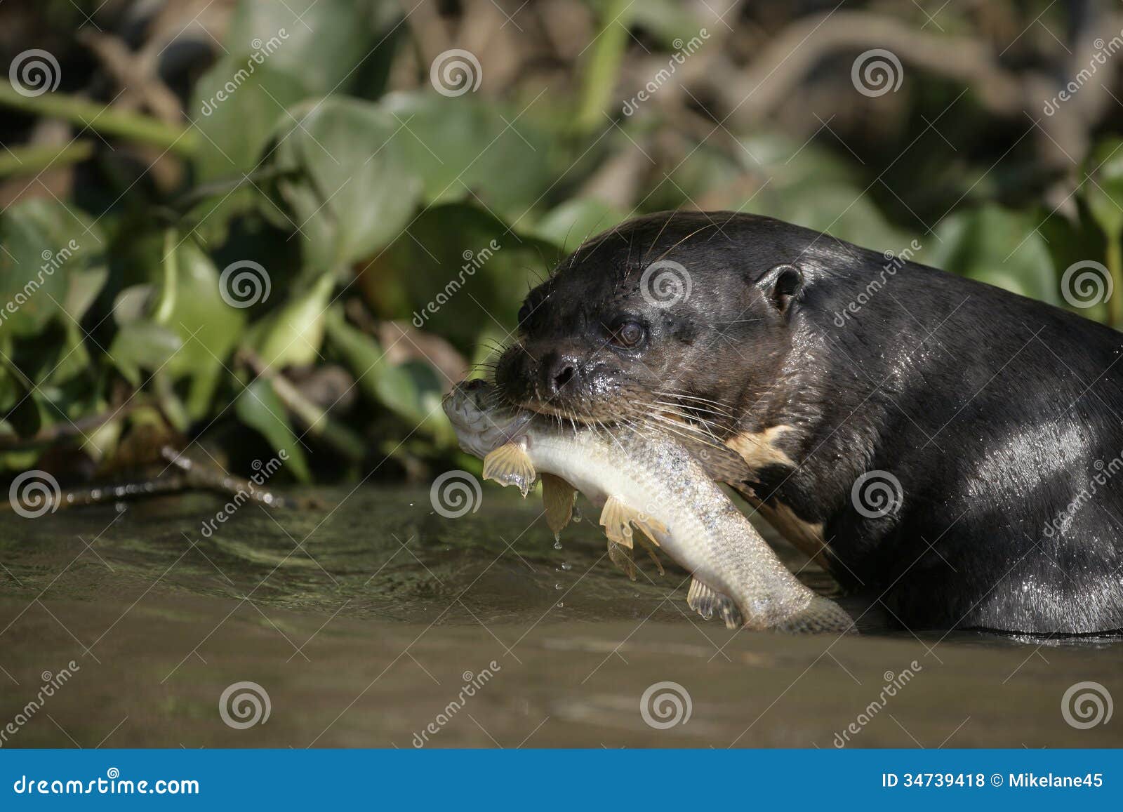 giant-river otter, pteronura brasiliensis