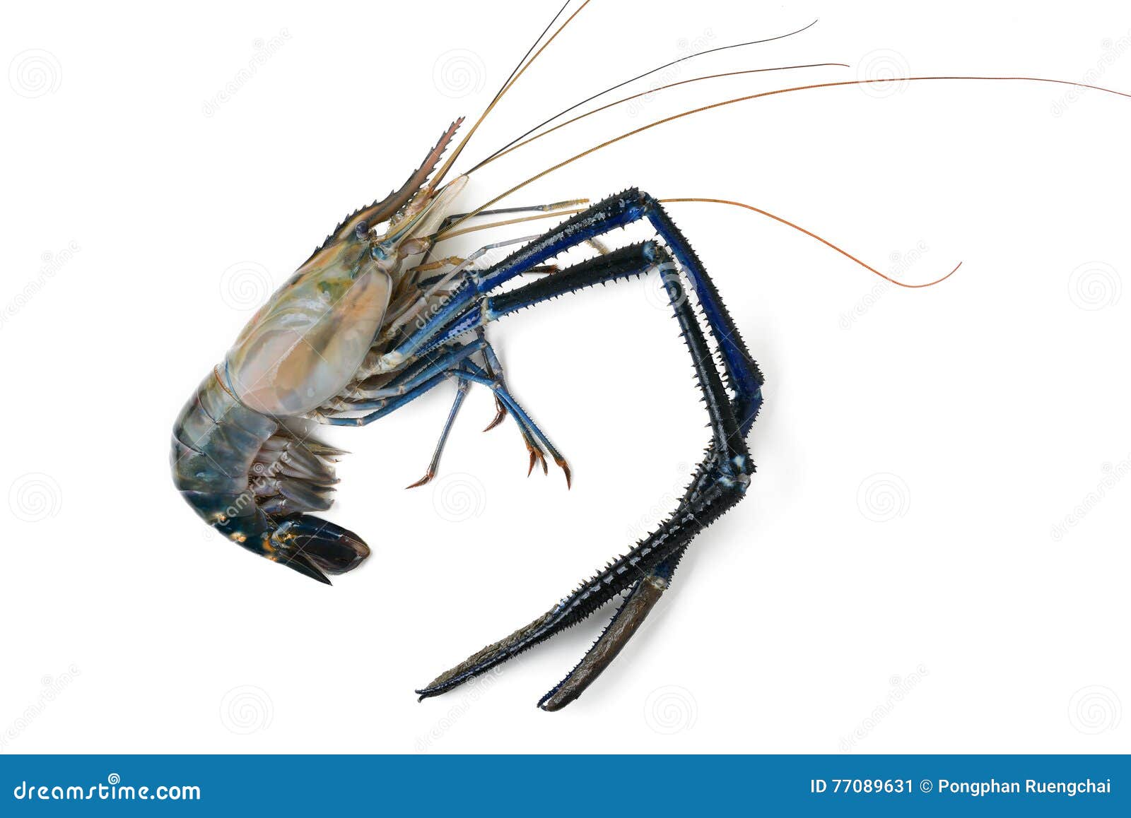 Giant river shrimp stock image. Image of prepared, life 77089631