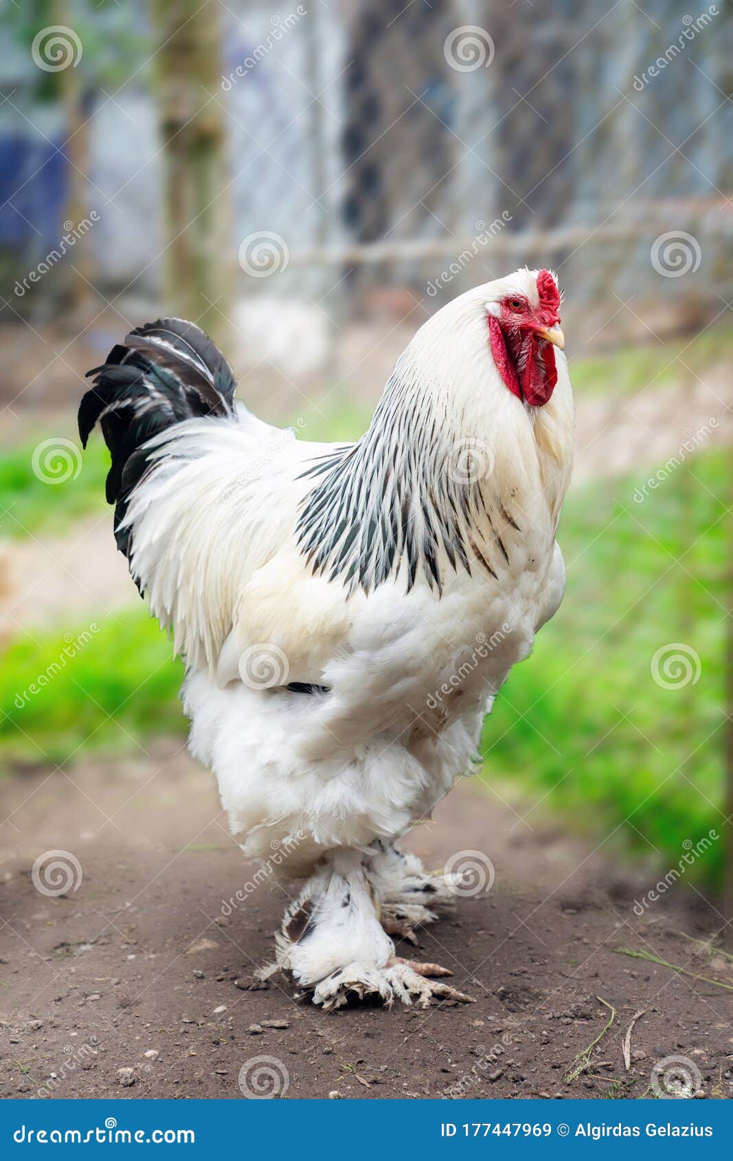 giant-rooster-brahma-farm-yard-close-view-giant-rooster-brahma-farm-yard-177447969.jpg