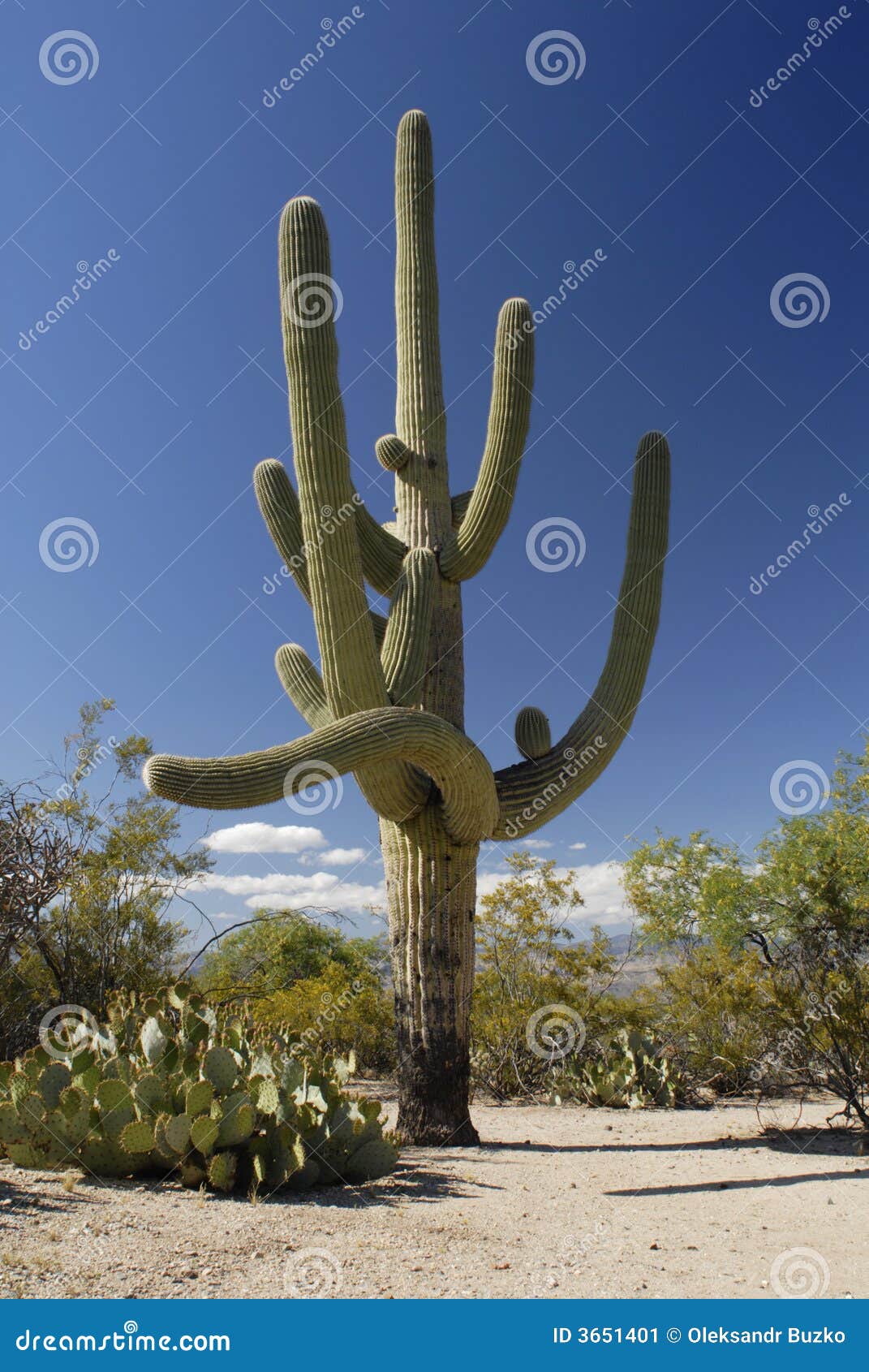 giant saguaro cactus in sonoran desert