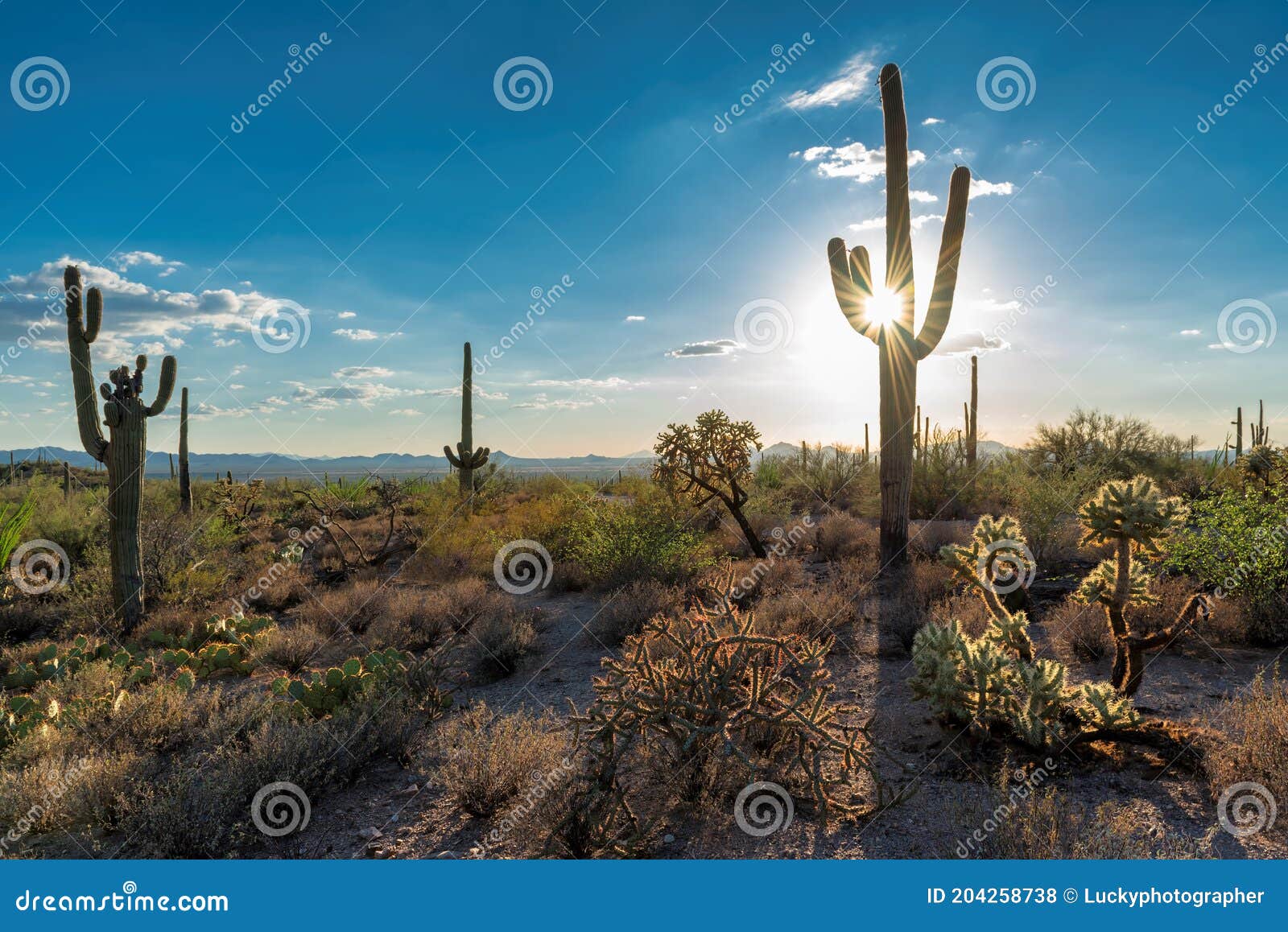 saguaros at sunset in sonoran desert near phoenix, arizona