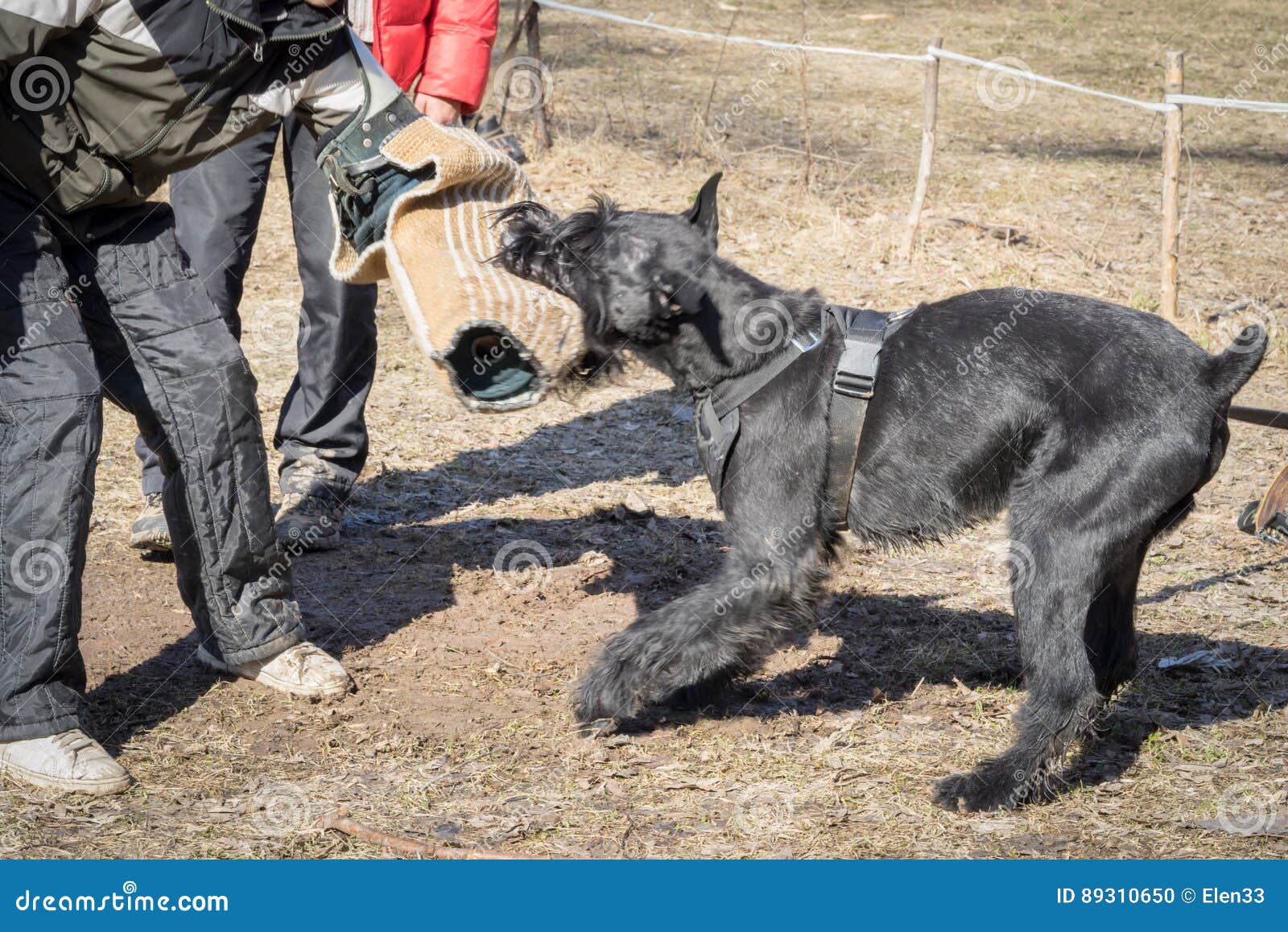 giant schnauzer guarding