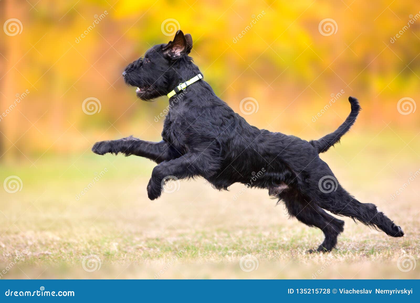 giant schnauzer in fall