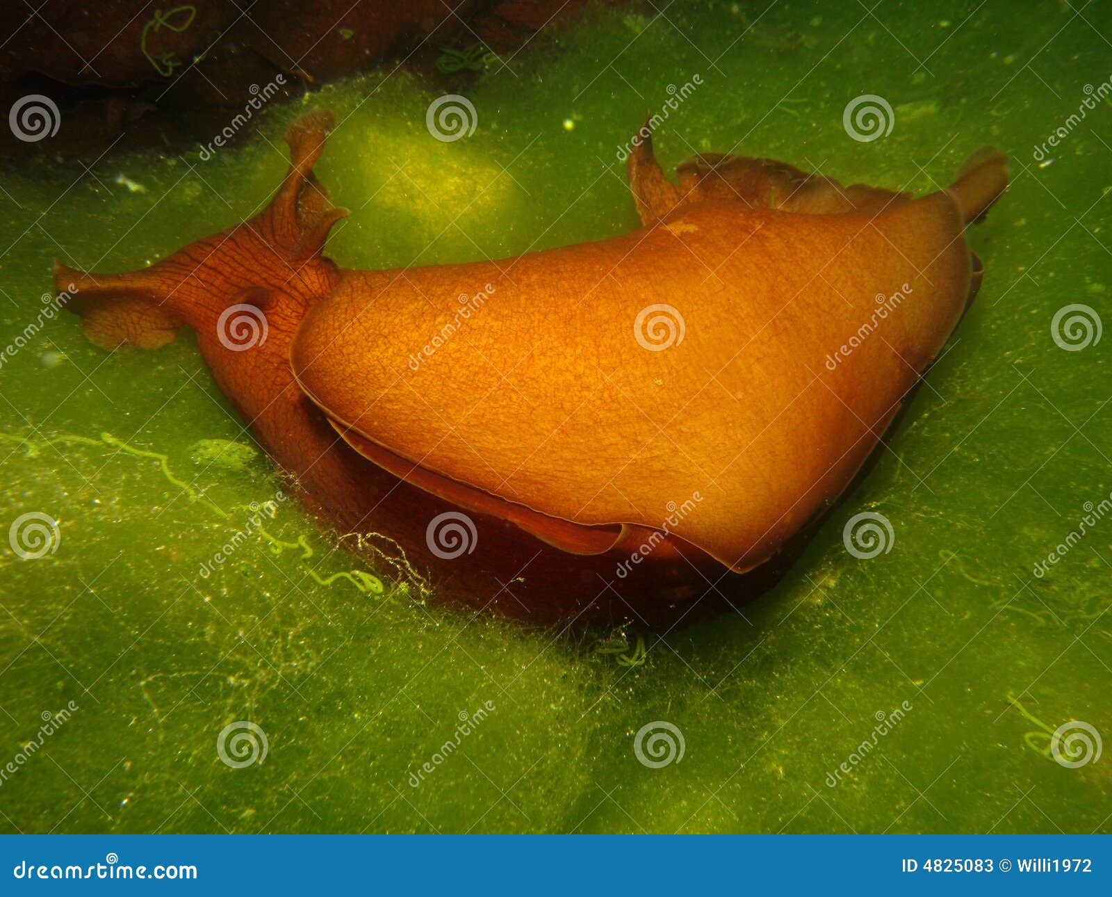 Giant Sea Hare From Bottom Eating Algea Stock Photography