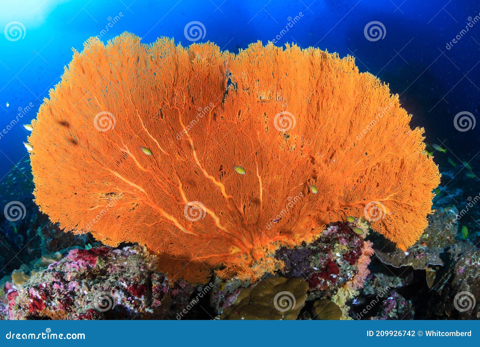 Giant Seafan and Tropical Fish on a Coral Reef in the Mergui ...