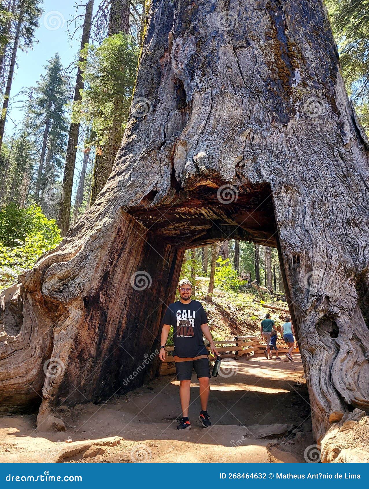 Giant Sequoia In California USA Editorial Photography Image Of giant-sequoia-in-california-usa-editorial-photography-image-of