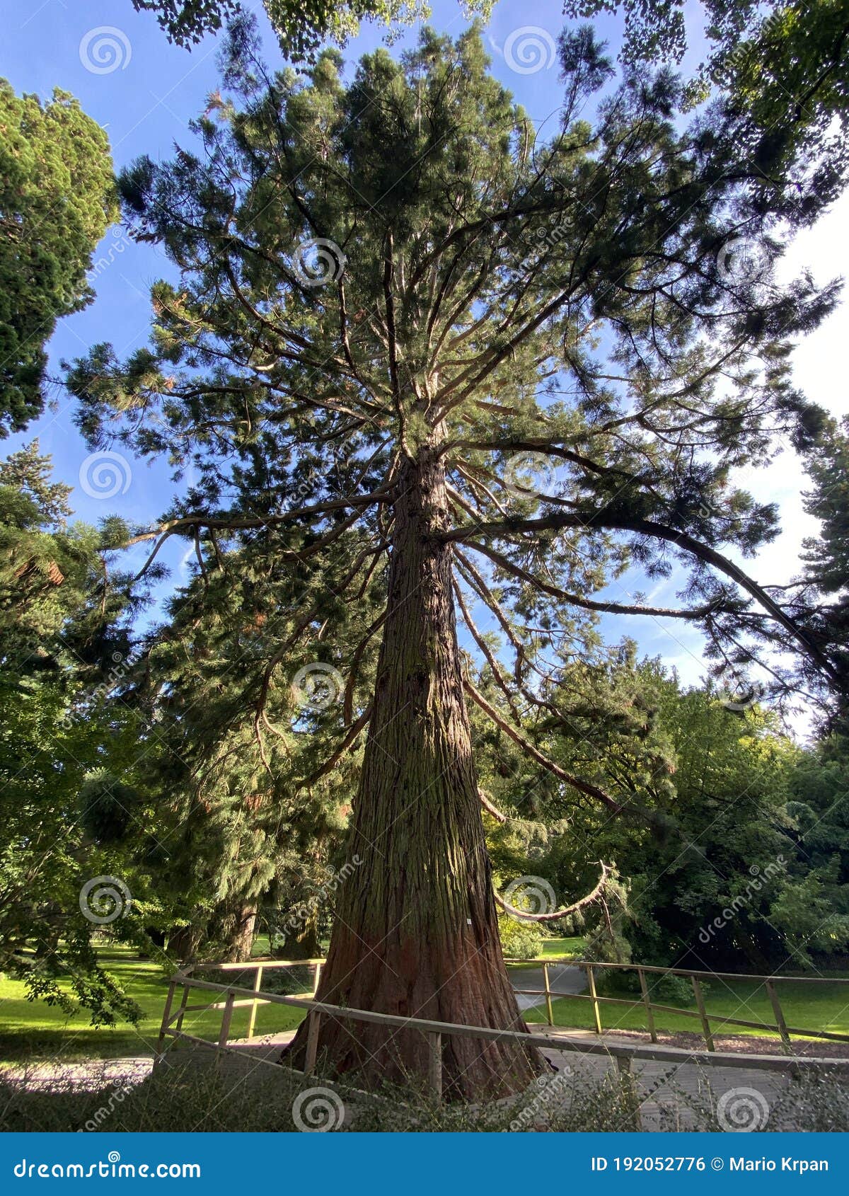 giant sequoia / sequoiadendron giganteum / giant redwood, sierra redwood, wellingtonia or kalifornischer berg-mammutbaum