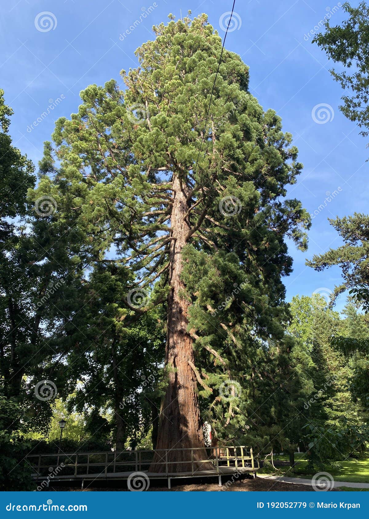 giant sequoia / sequoiadendron giganteum / giant redwood, sierra redwood, wellingtonia or kalifornischer berg-mammutbaum