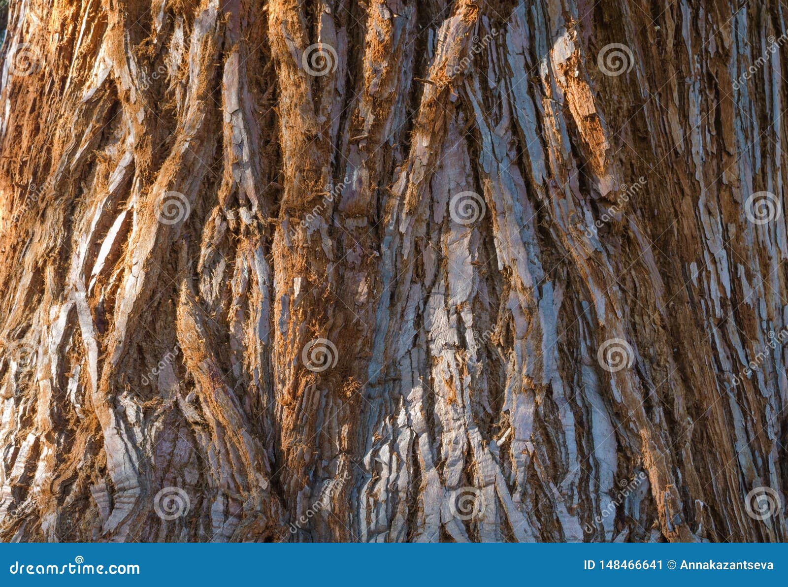 the giant sequoia sequoiadendron giganteum trunk bark. close up. selective focus.r