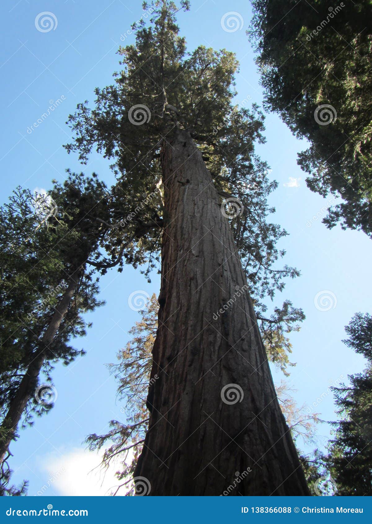 giant sequoia sequoiadendron giganteum view looking up trunk from ground