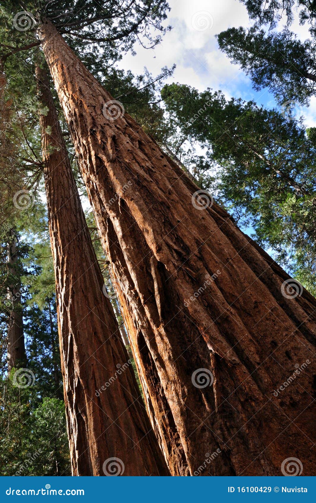 giant sequoia tree