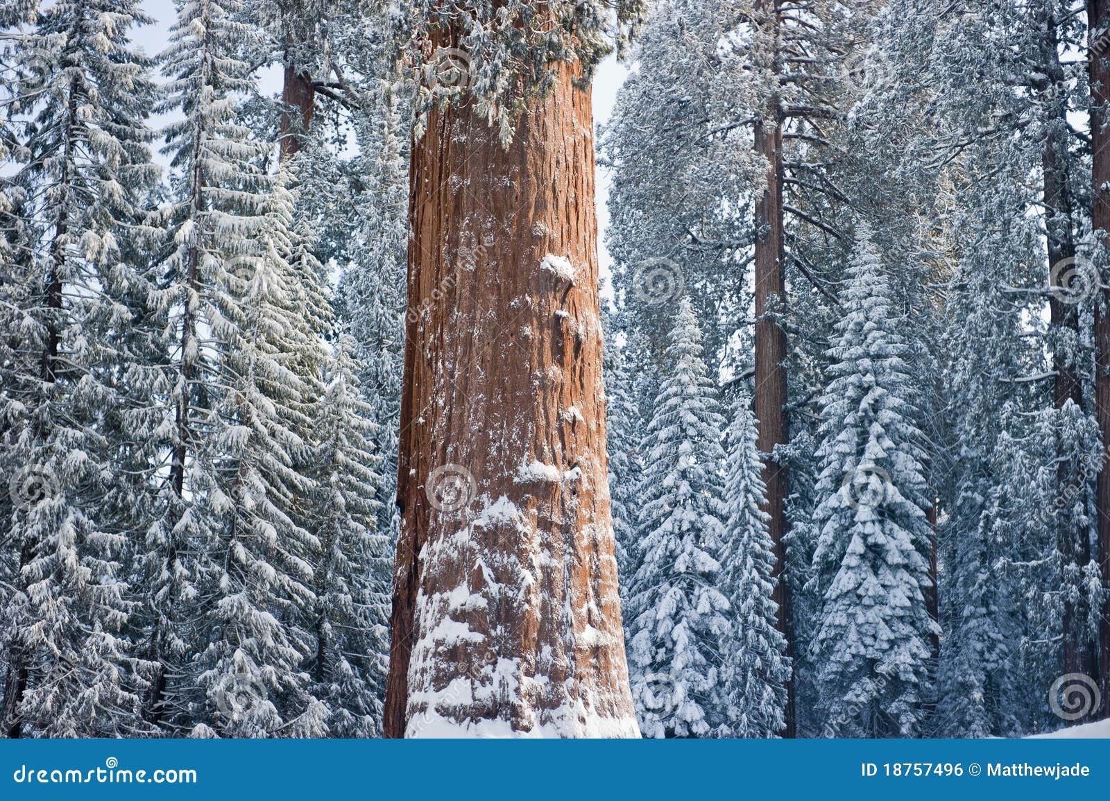 the giant sequoia tree covered in snow