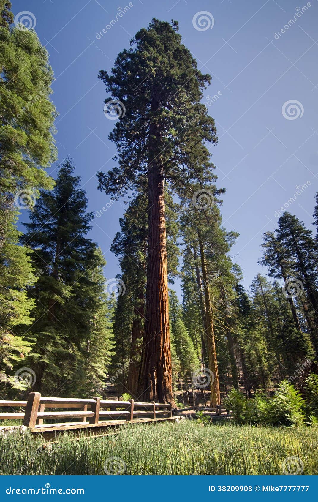 giant sequoia tree, mariposa grove, yosemite national park, california, usa