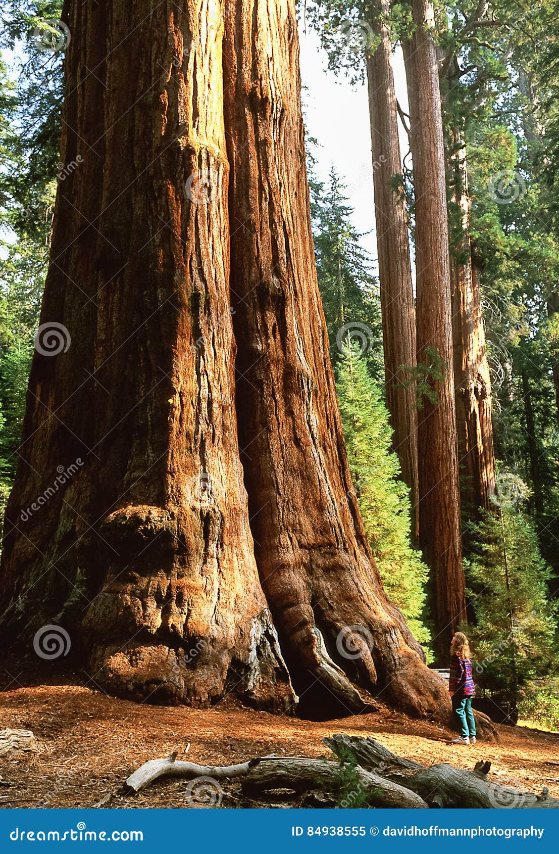 giant sequoia tree named general sherman tree, mr on file