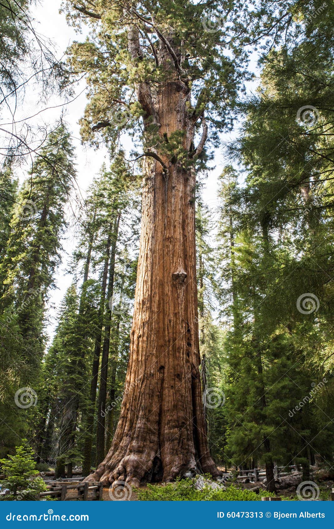 giant sequoia tree sequoiadendron giganteum in sequoia national