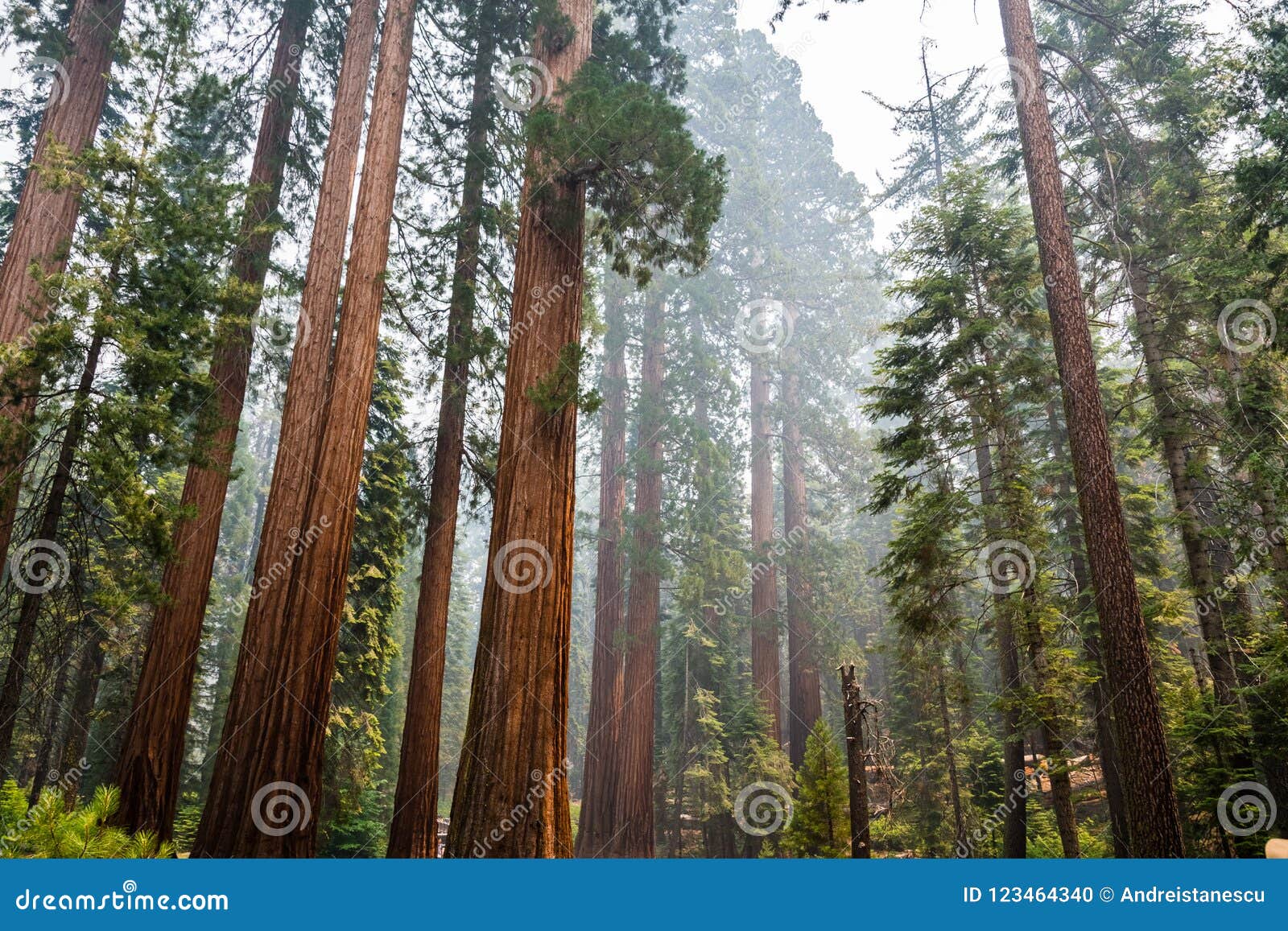 giant sequoia trees in mariposa grove, yosemite national park