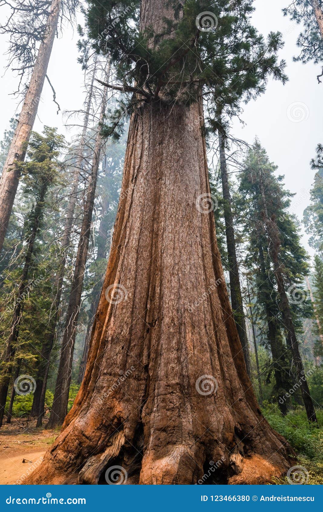 giant sequoia trees in mariposa grove, yosemite national park