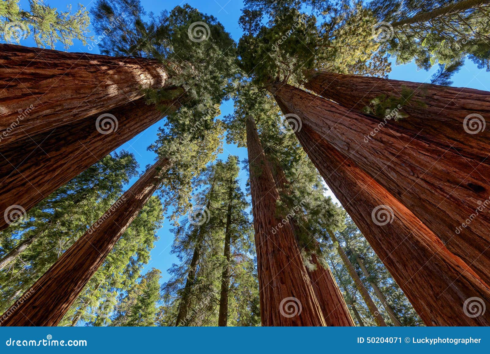 giant sequoia trees in sequoia national park