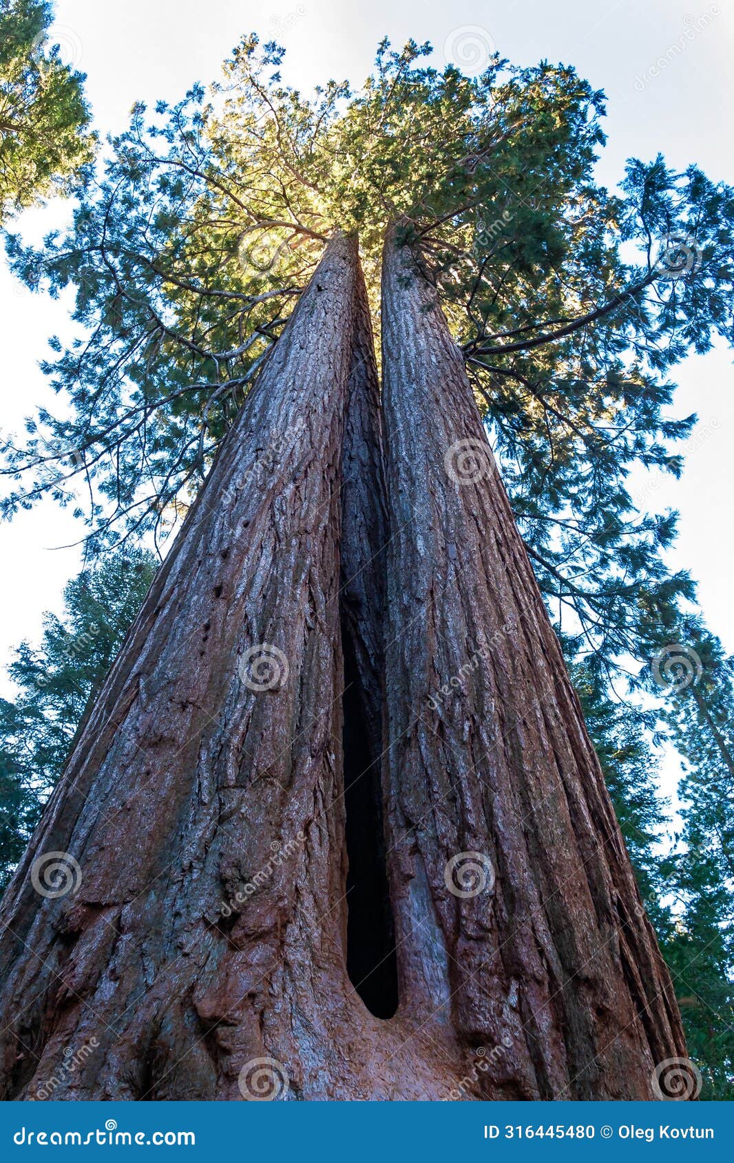 giant sequoia trees (sequoiadendron giganteum) in sequoia national park, california, usa
