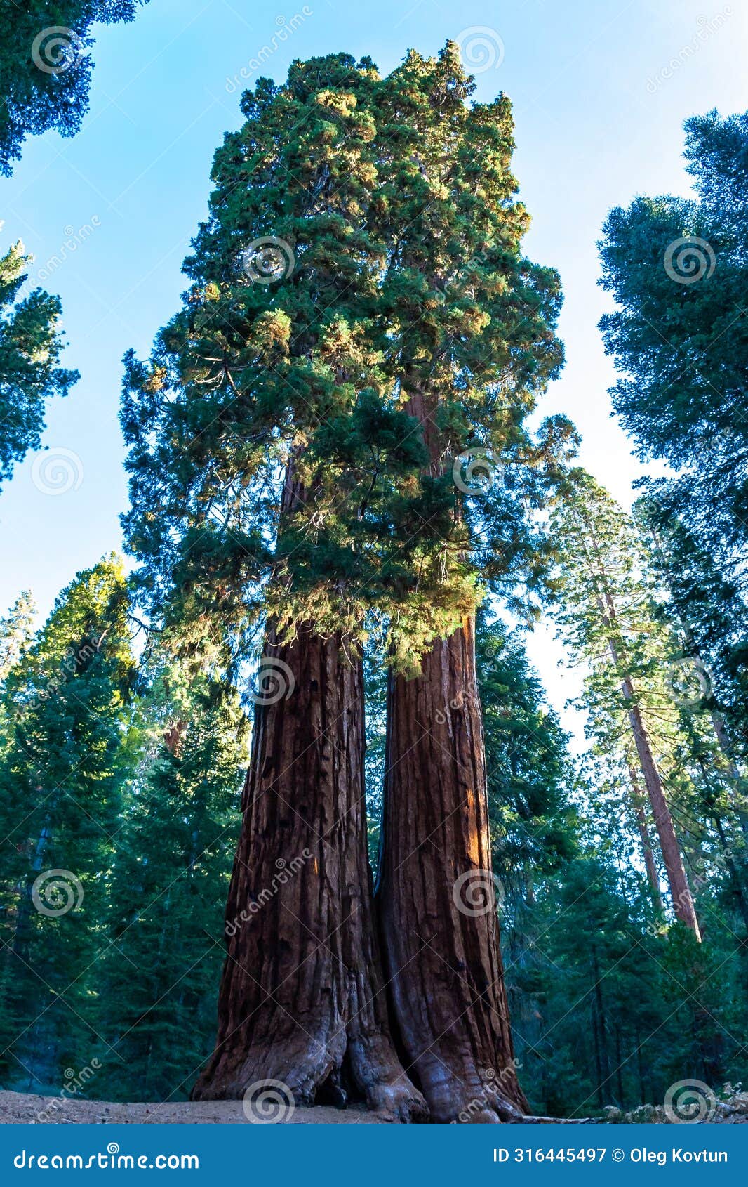 giant sequoia trees (sequoiadendron giganteum) in sequoia national park, california, usa