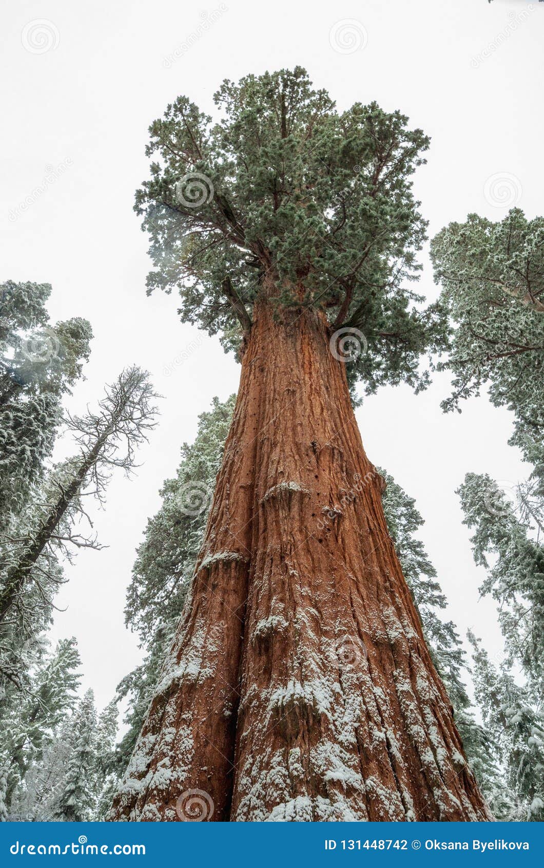 giant sequoia trees sequoiadendron giganteum, in sequoia national park during twinter, usa