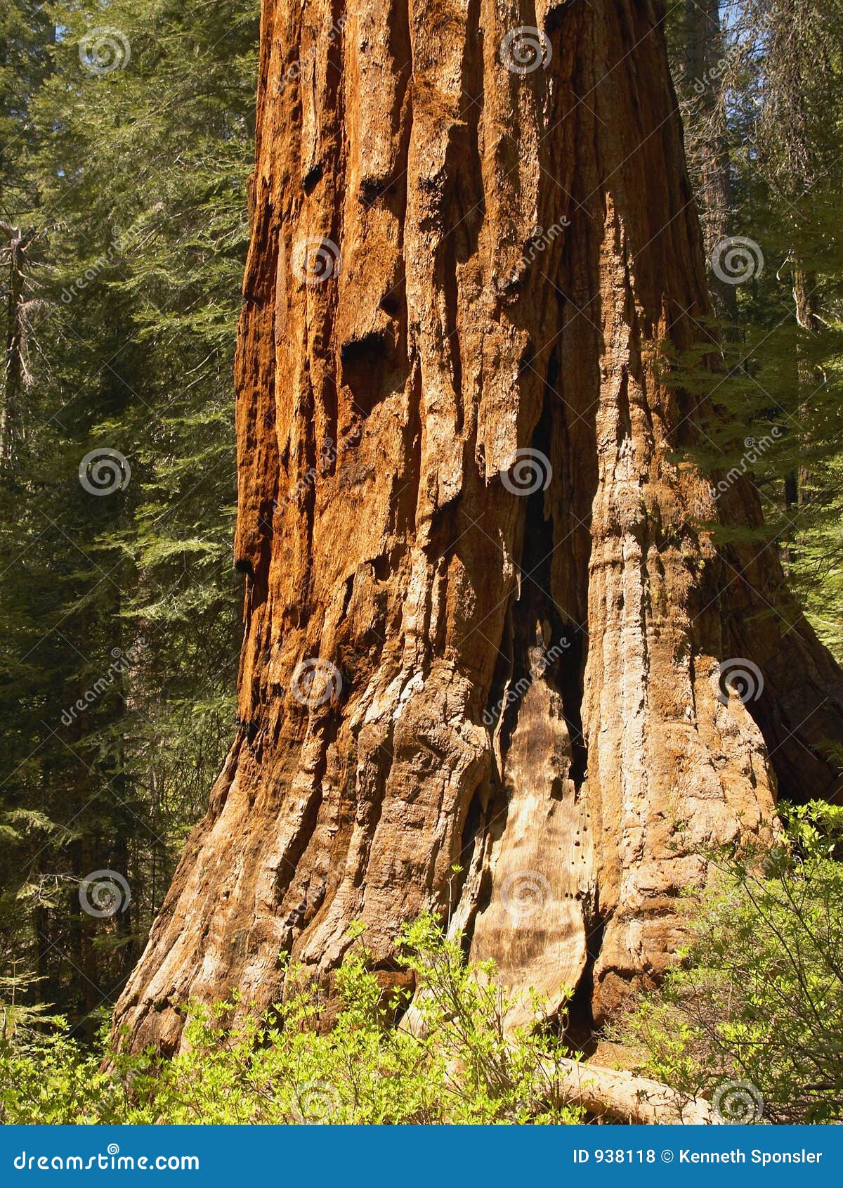 giant sequoia, trunk