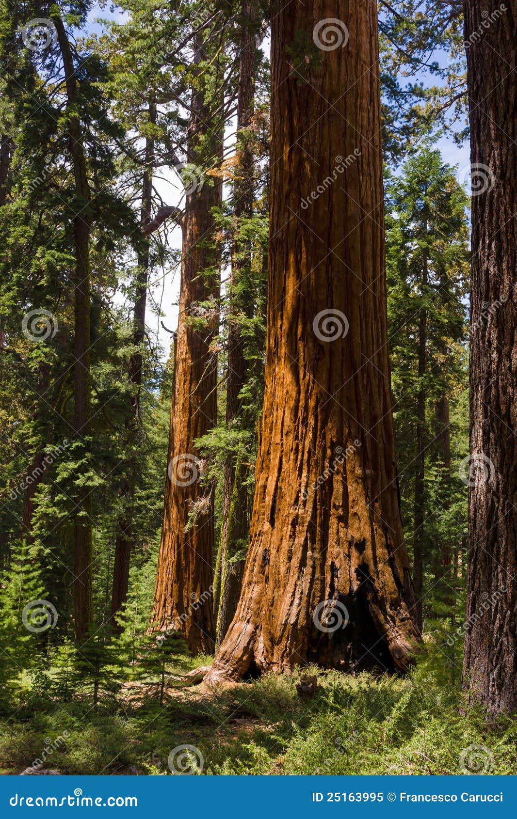 giant sequoias