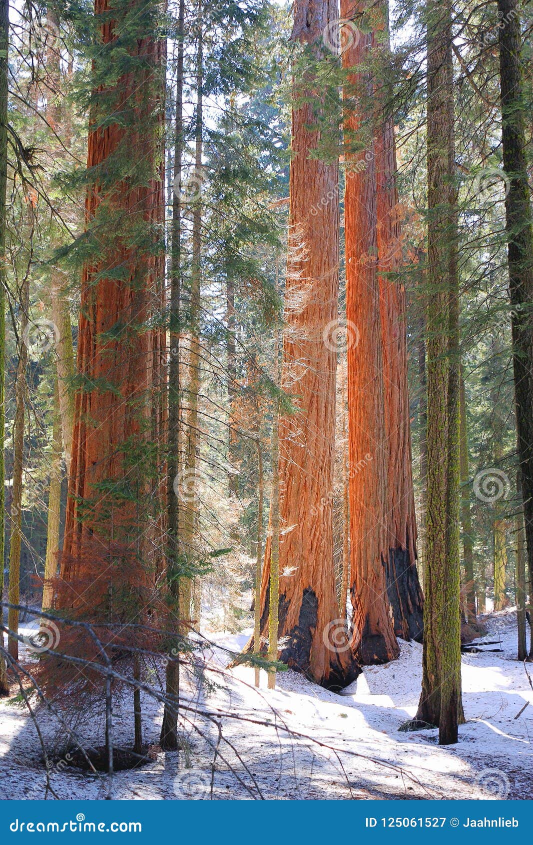 giant sequoias, sequoiadendron giganteum, in spring snow, sierra nevada, sequoia national park, california