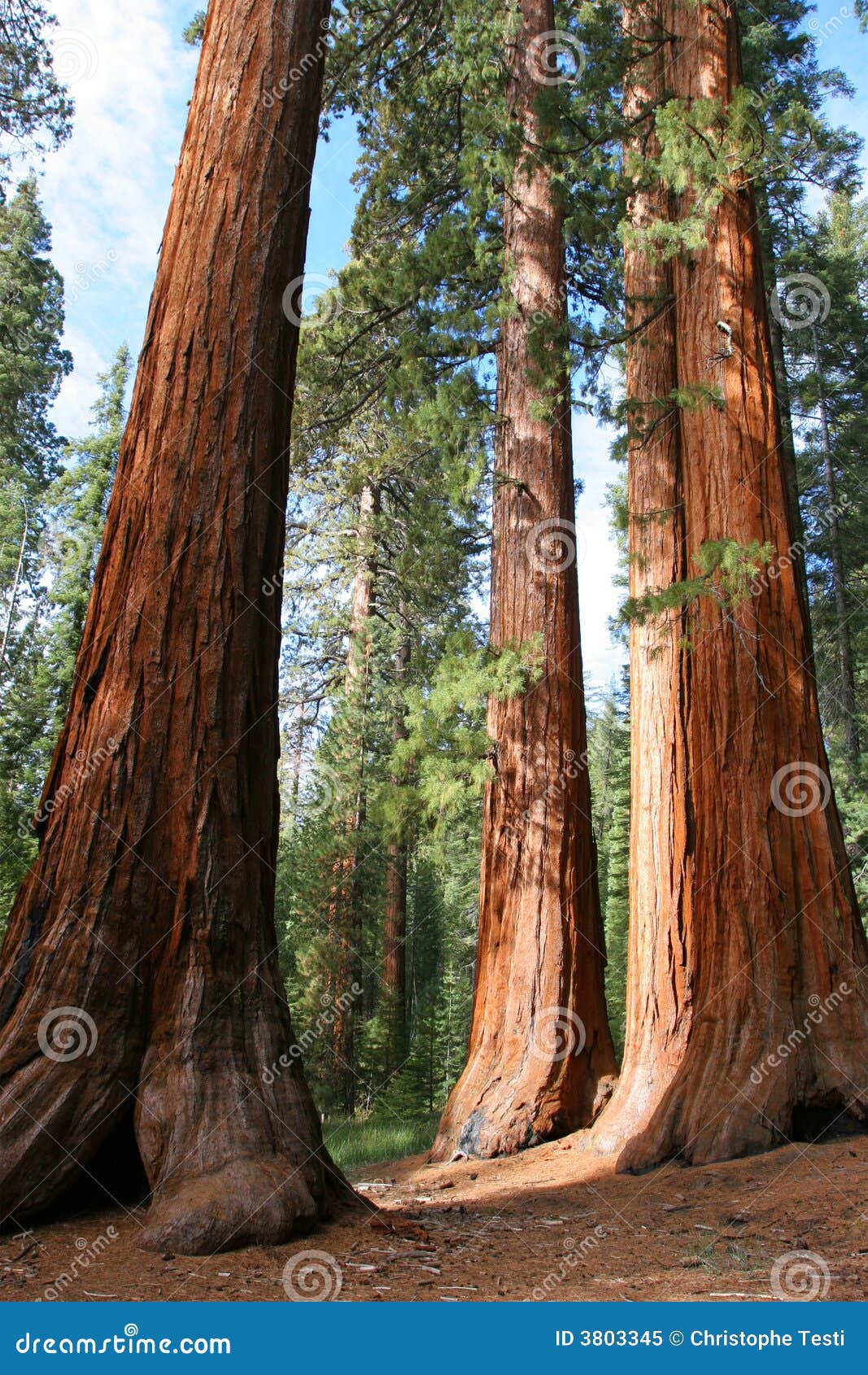 giant sequoias, mariposa grove