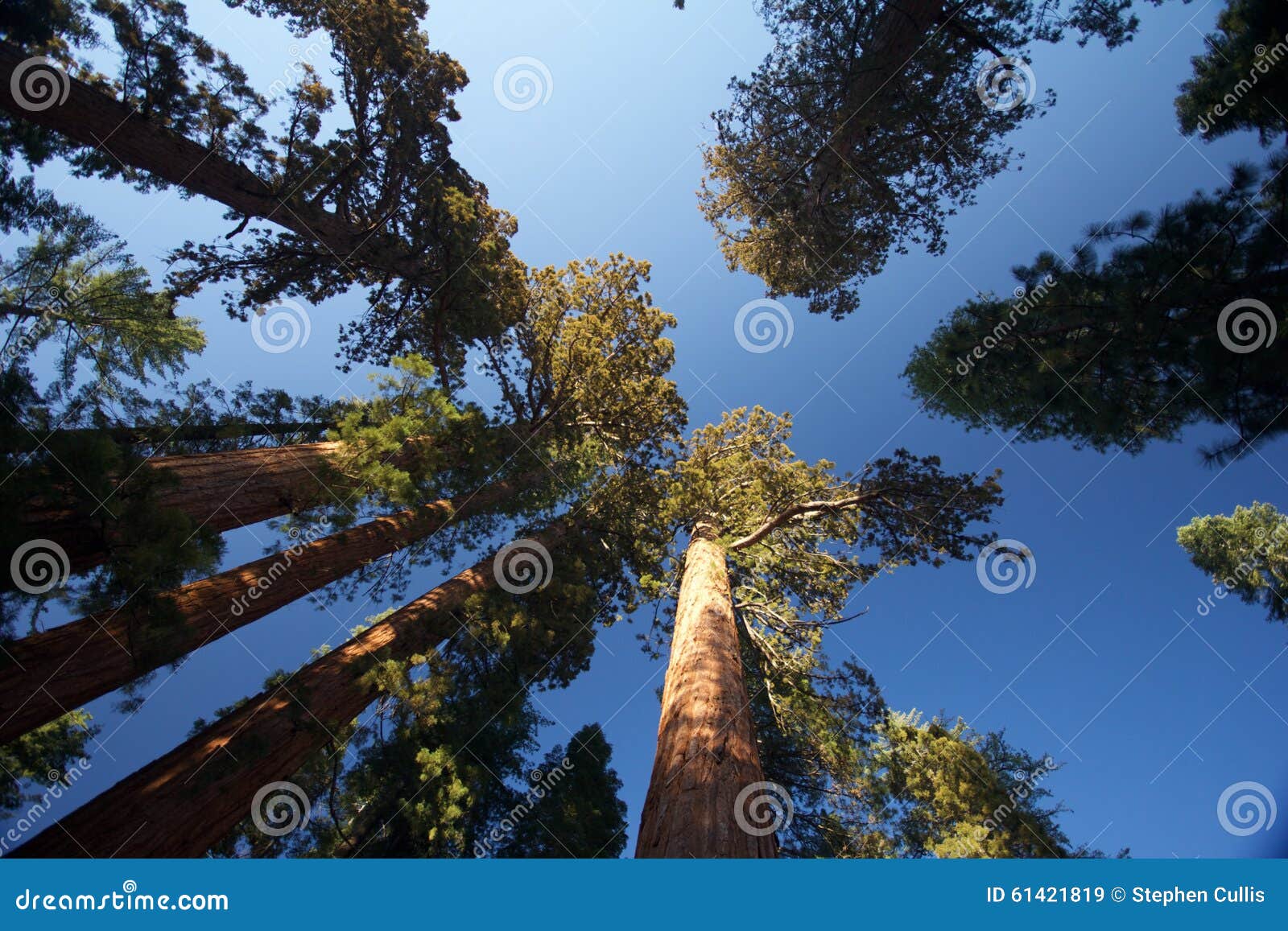 giant sequoias, mariposa grove, yosemite