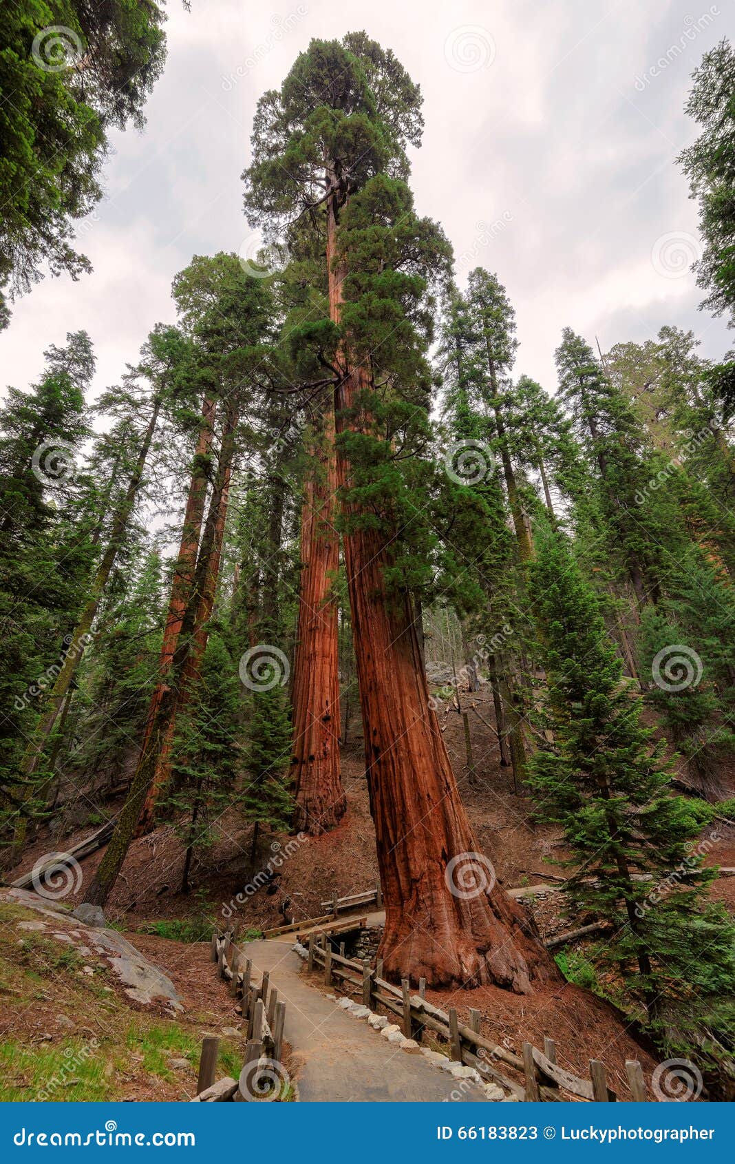 giant sequoias in sequoia national park