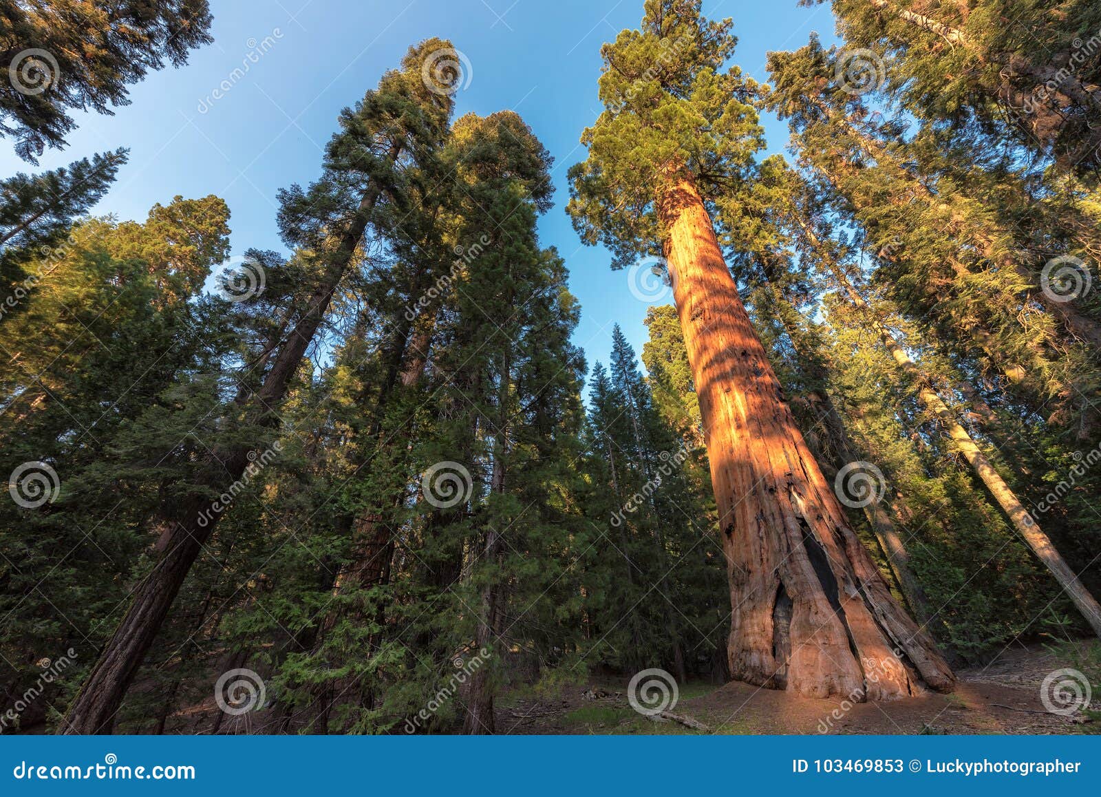 giant sequoias in the sequoia national park in california